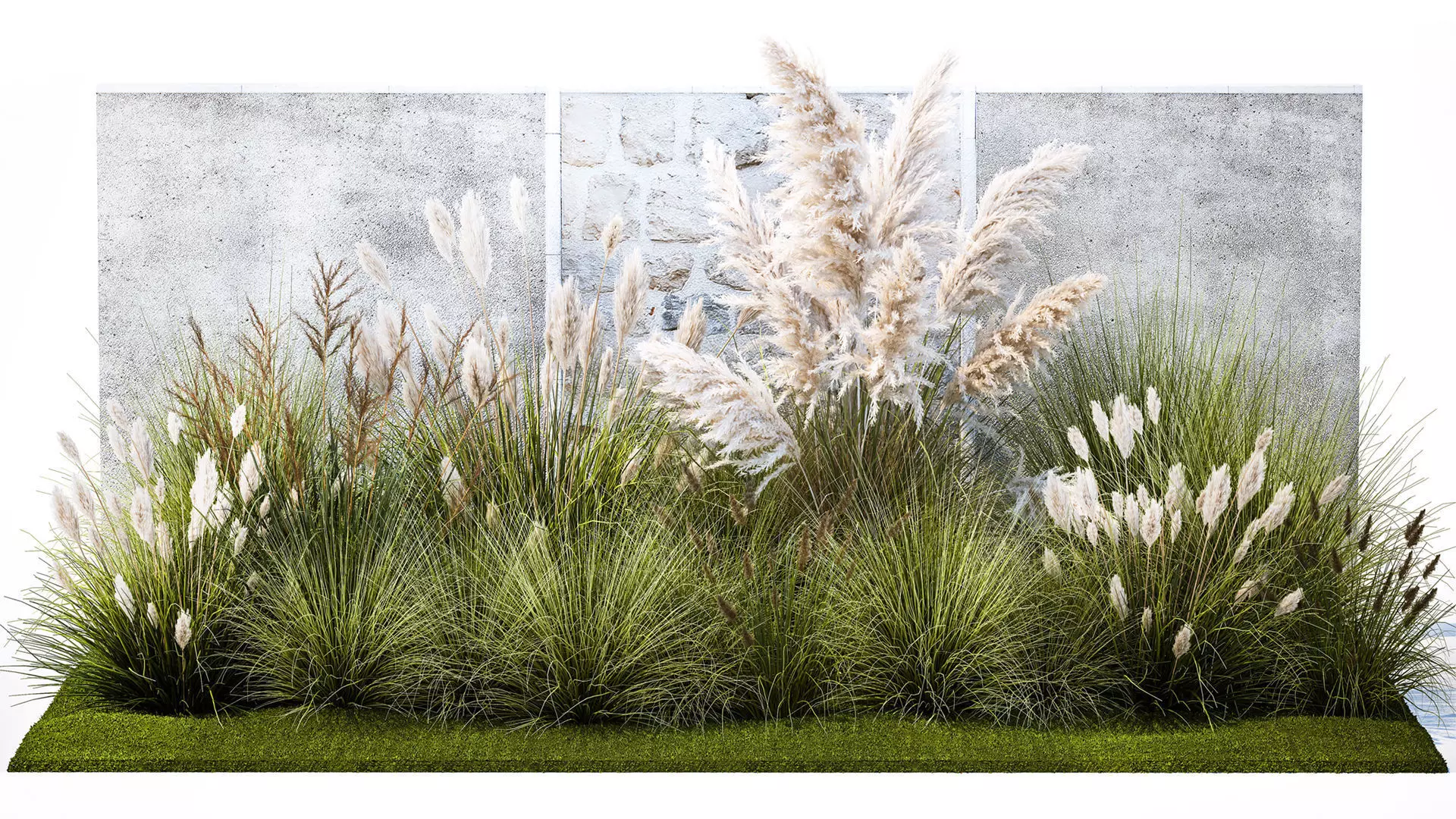 Garden feather grass grass white Pampas reed grass 1403 3D model_0