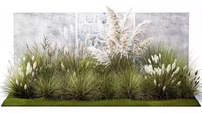 Garden feather grass grass white Pampas reed grass 1403 3D model
