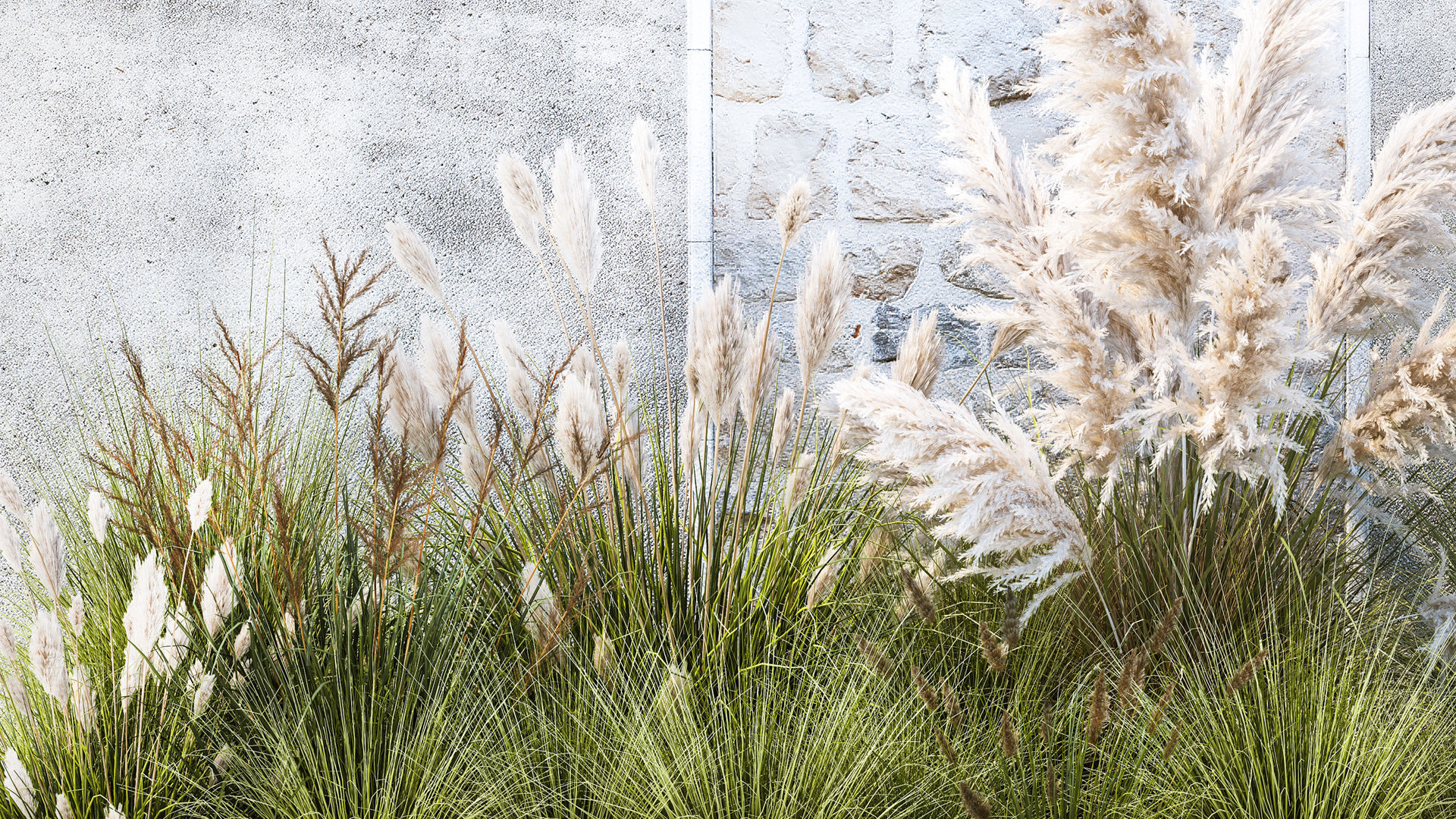 Garden feather grass grass white Pampas reed grass 1403 3D model_3