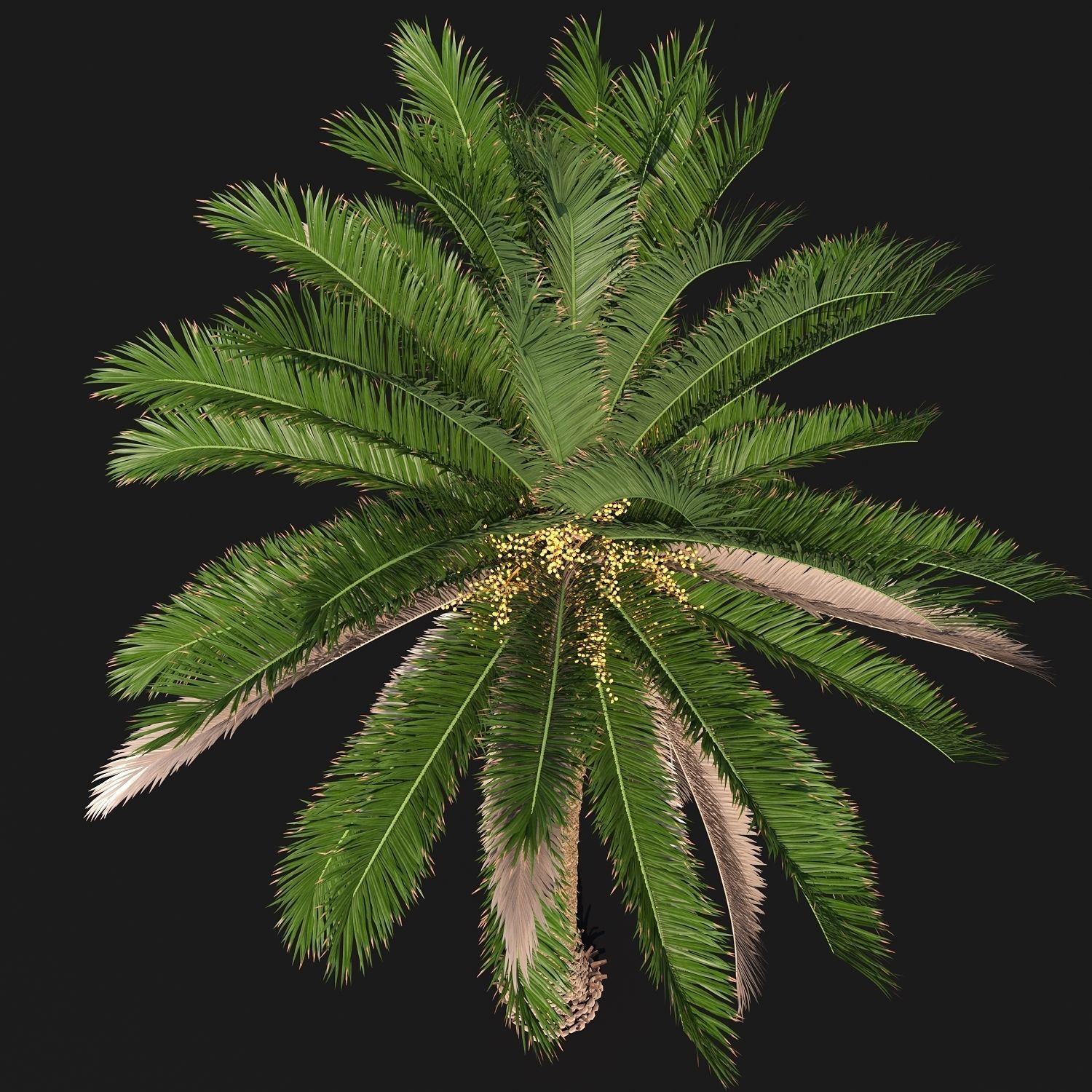 PALM TREE 4 - POHON PALEM Phoenix Canariensis VRAY CORONA 3DMAX  3D model_2