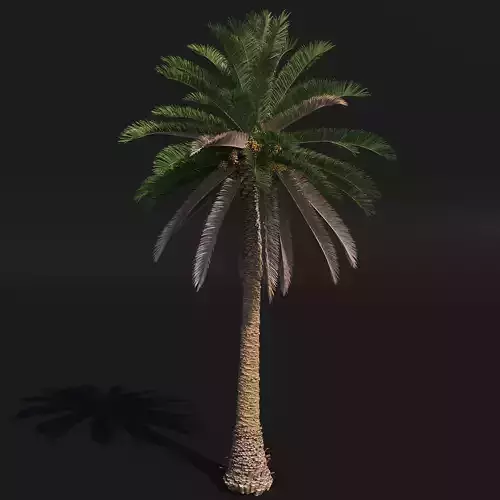 PALM TREE 4 - POHON PALEM Phoenix Canariensis VRAY CORONA 3DMAX 