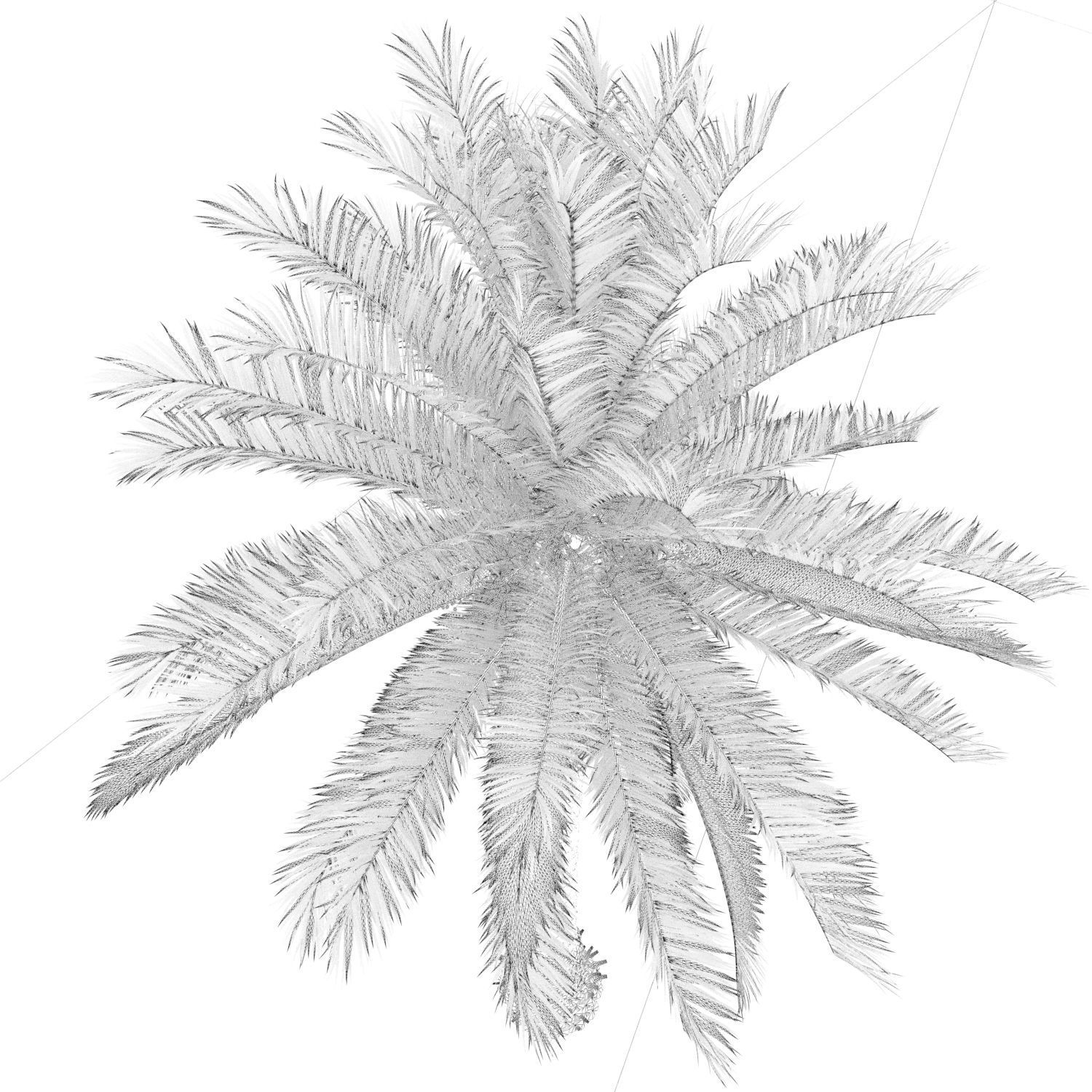 PALM TREE 4 - POHON PALEM Phoenix Canariensis VRAY CORONA 3DMAX  3D model_9