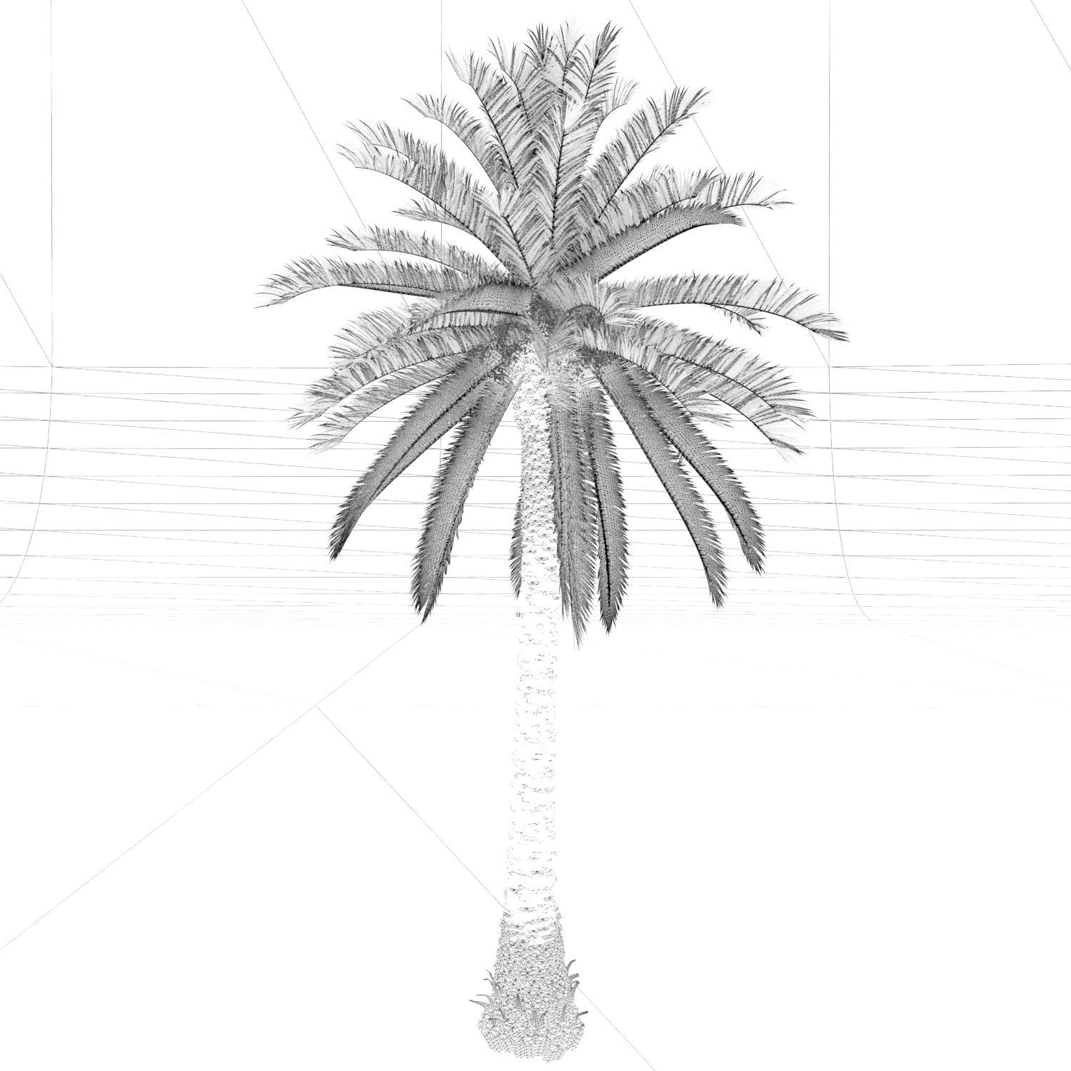 PALM TREE 4 - POHON PALEM Phoenix Canariensis VRAY CORONA 3DMAX  3D model_8