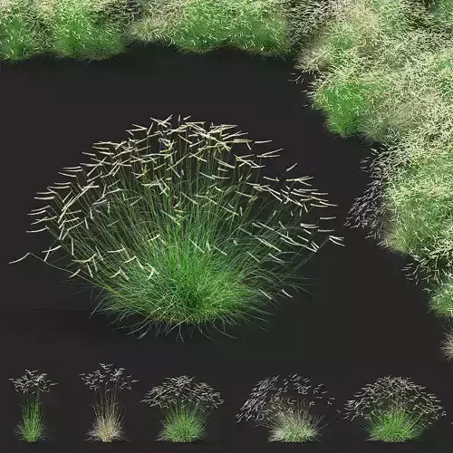 Bouteloua gracilis ornamental grass 3D model