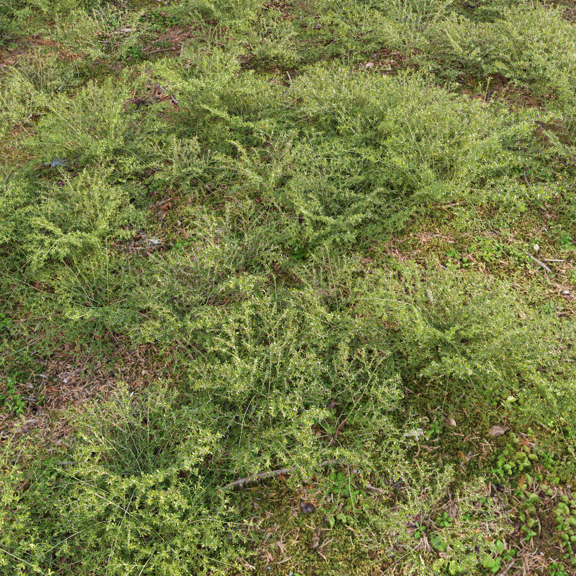 Pilea microphylla 3D model_2