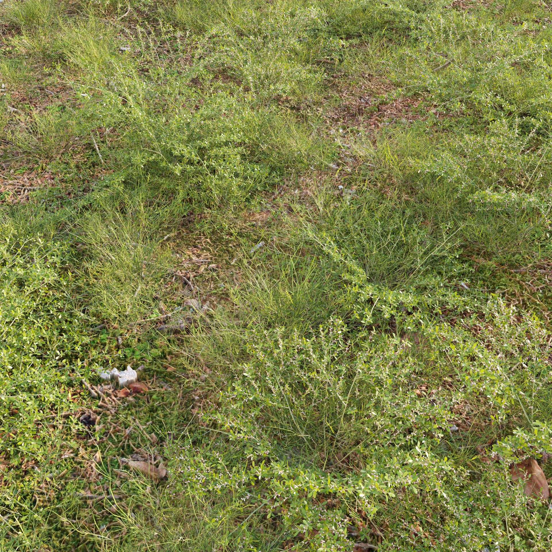 Pilea microphylla 3D model_1