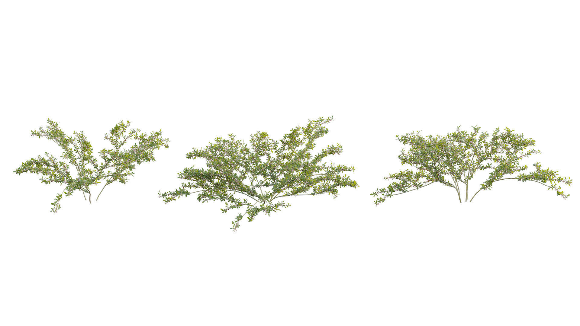 Pilea microphylla 3D model_4