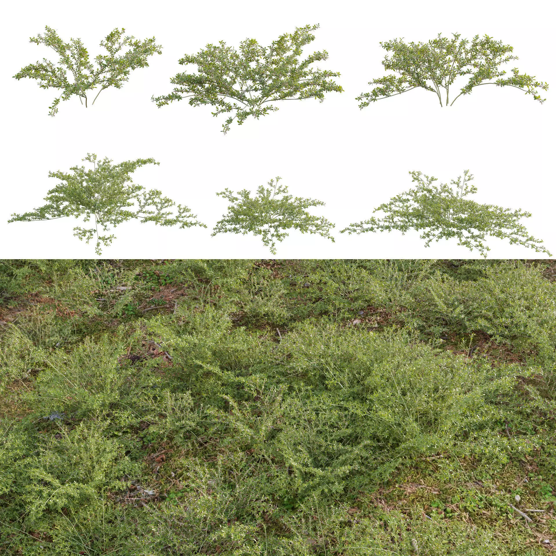 Pilea microphylla 3D model_0