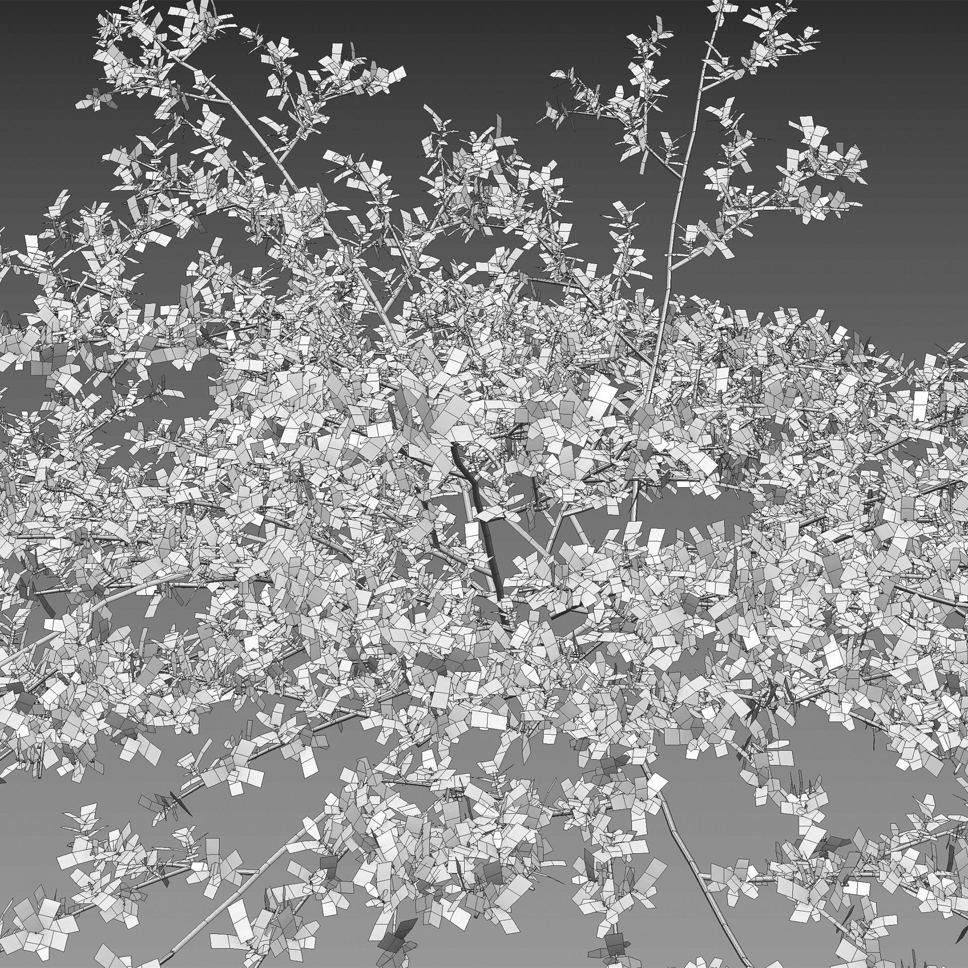 Pilea microphylla 3D model_3