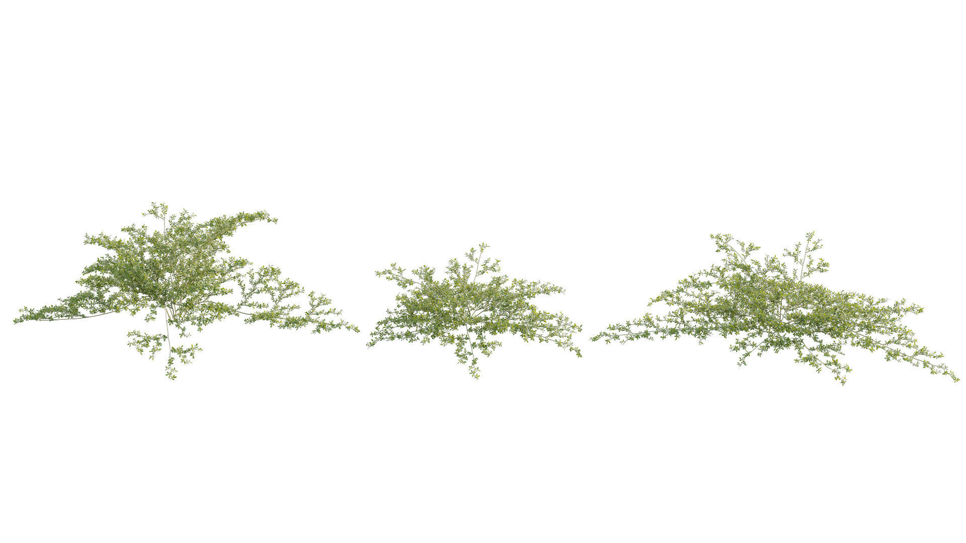 Pilea microphylla 3D model_5