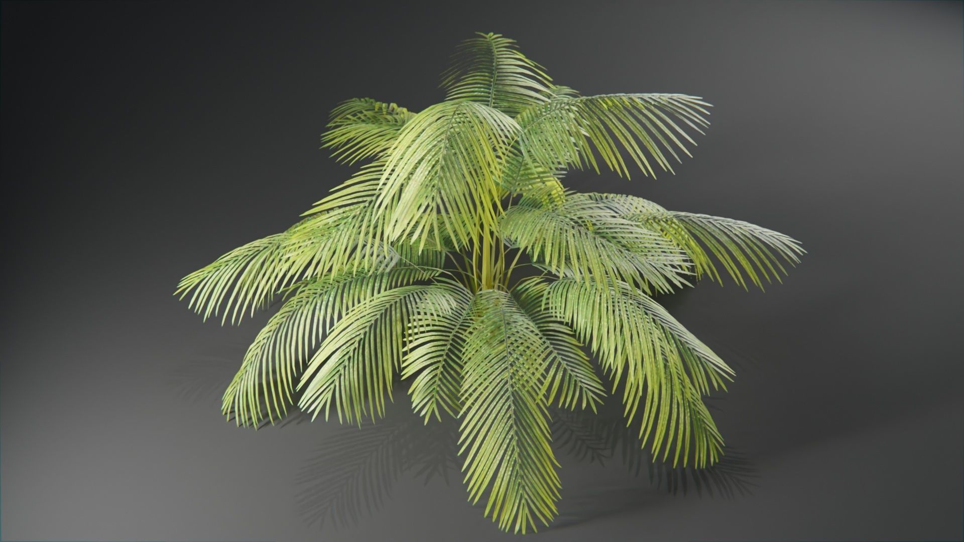  Tropical plants collection Low-poly 3D model_5