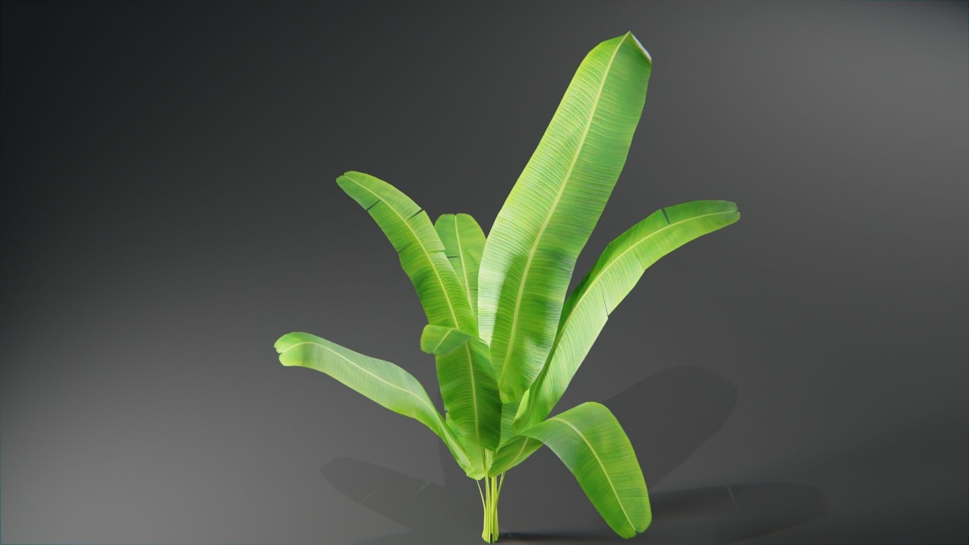  Tropical plants collection Low-poly 3D model_3