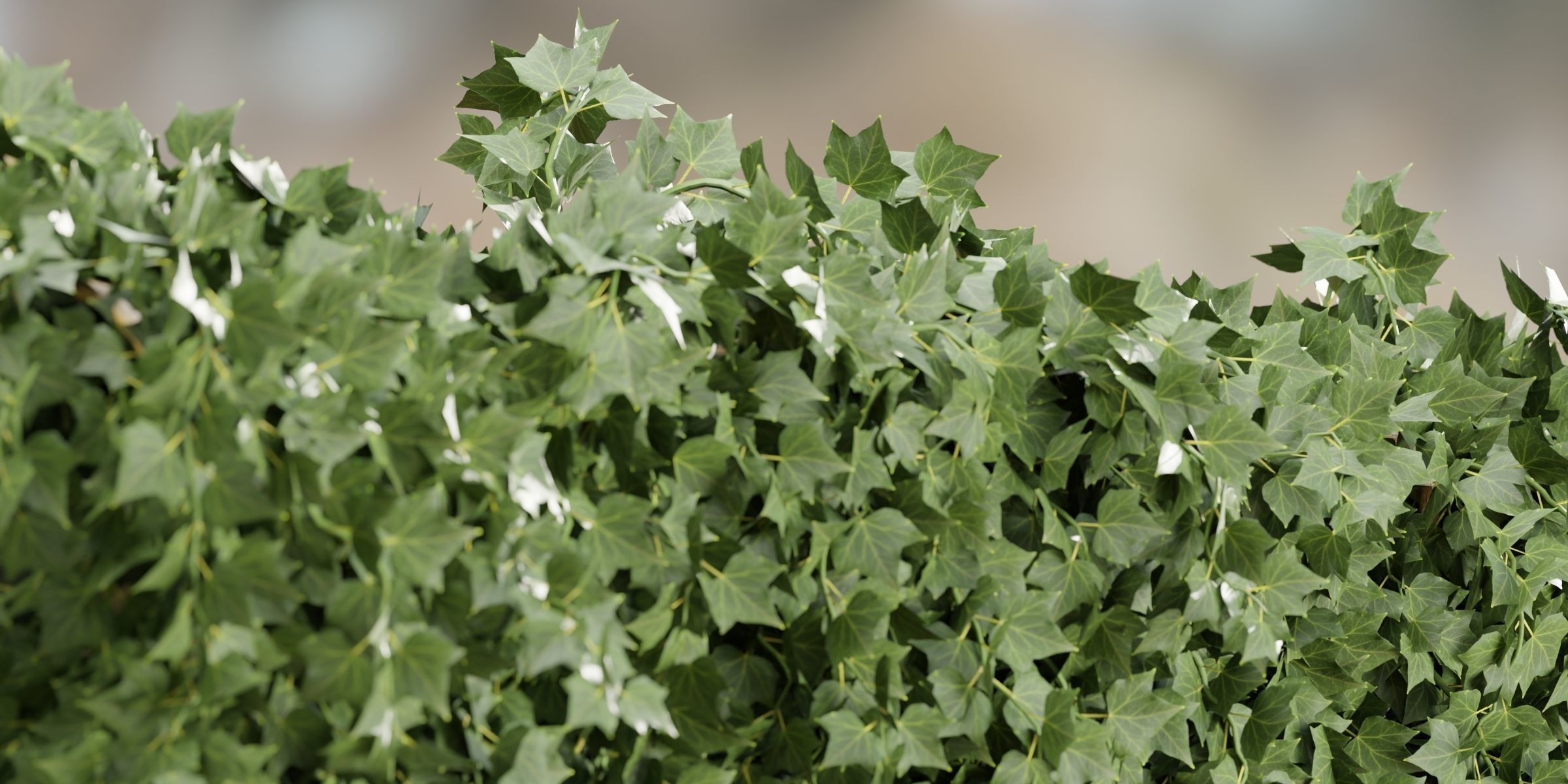 Hanging wall creeper plants collection-Blender-001 _14