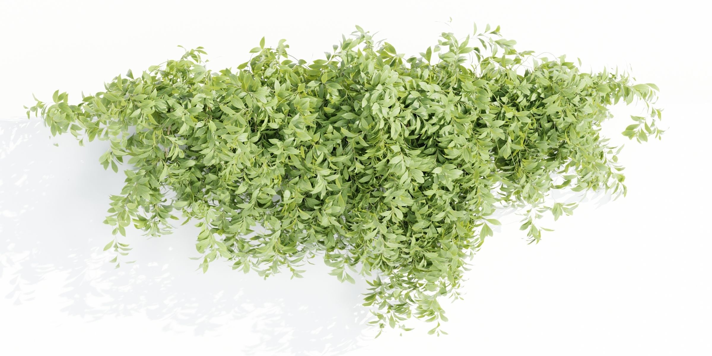 Hanging wall creeper plants collection-Blender-001 _13