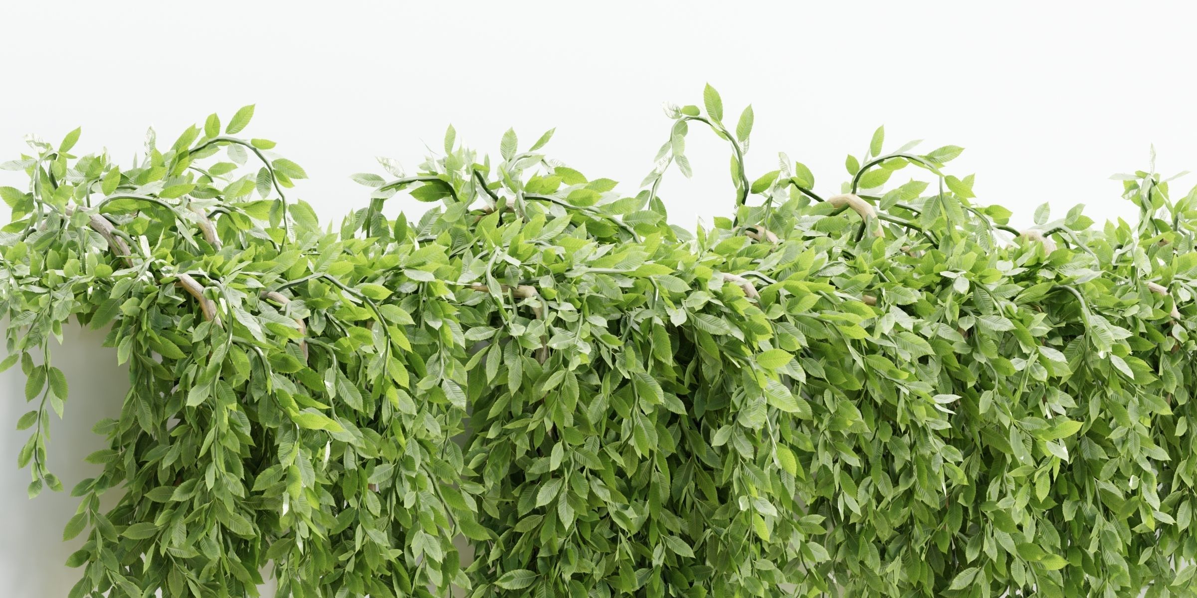 Hanging wall creeper plants collection-Blender-001 _4
