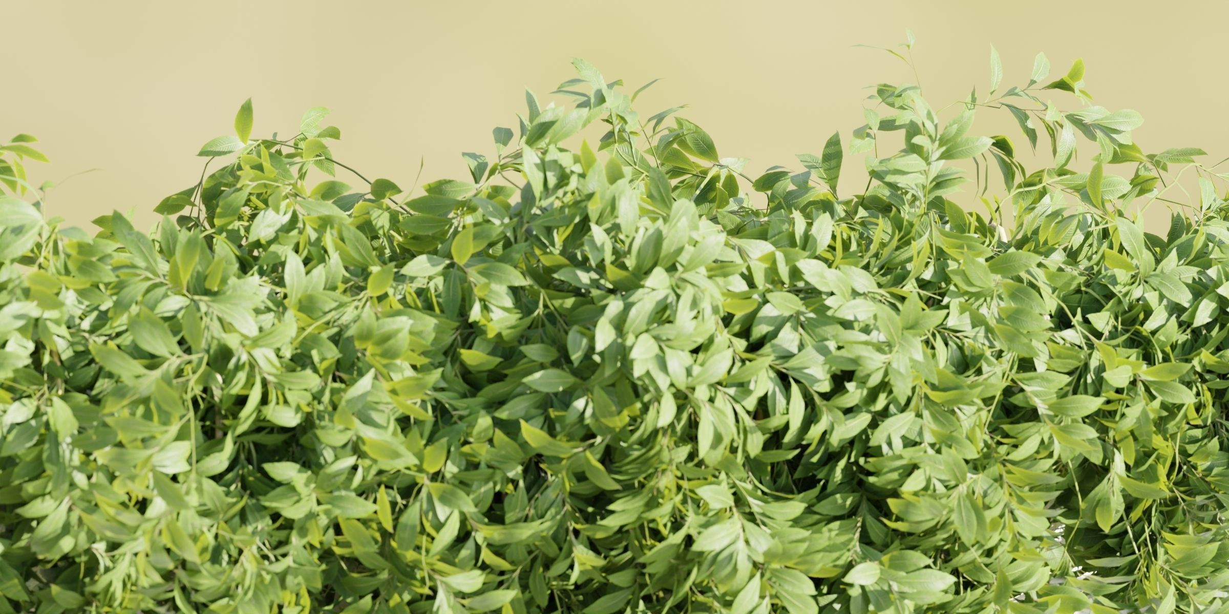 Hanging wall creeper plants collection-Blender-001 _11