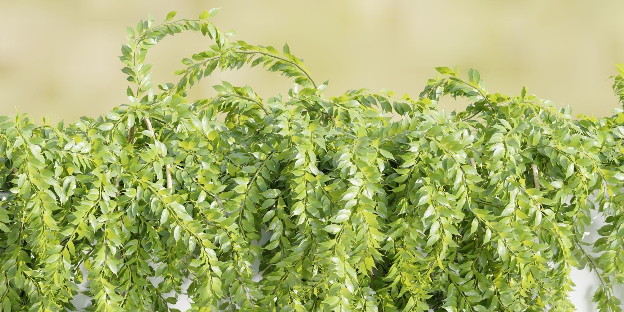 Hanging wall creeper plants collection-Blender-001 _15