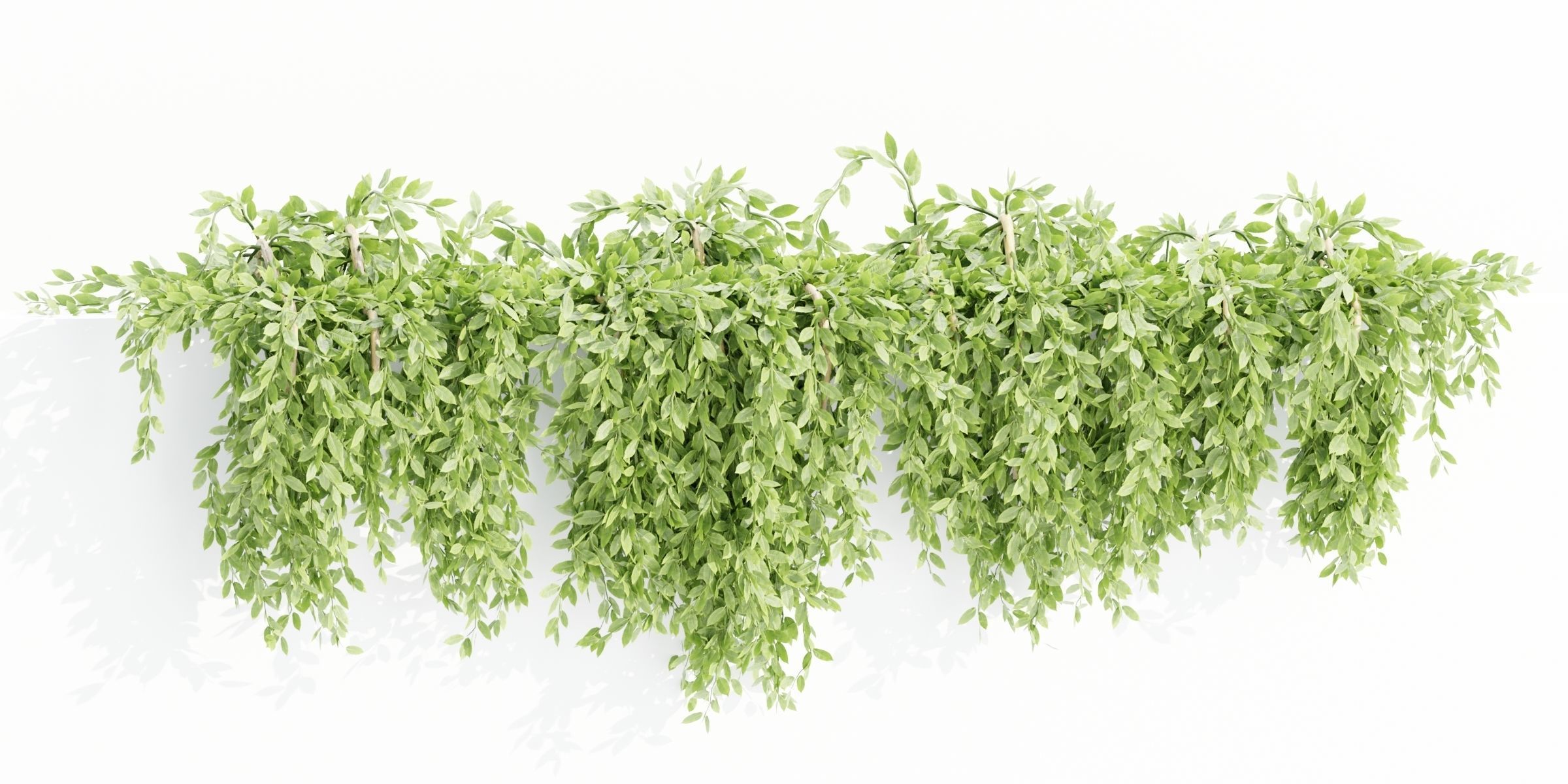 Hanging wall creeper plants collection-Blender-001 _7