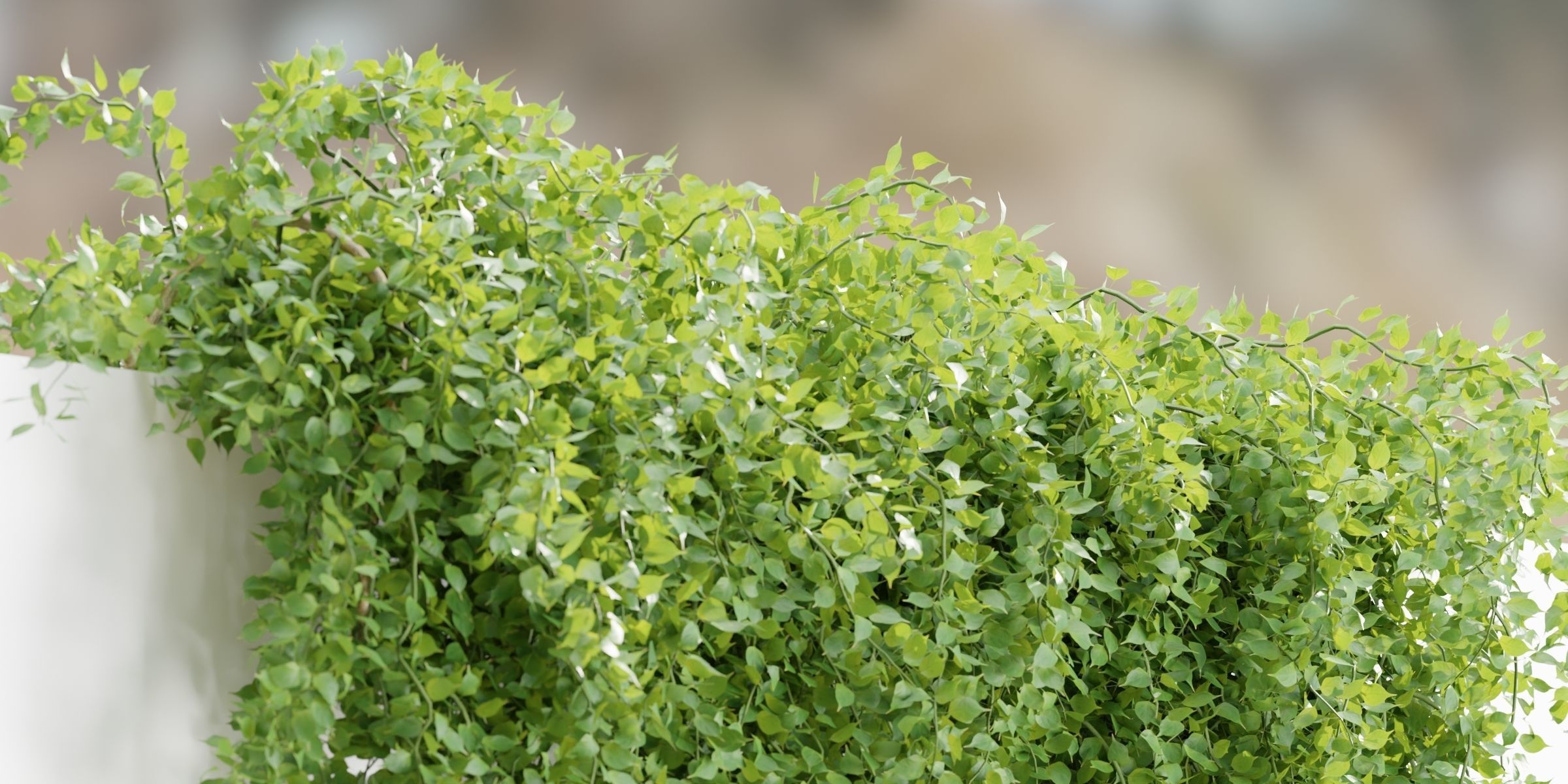 Hanging wall creeper plants collection-Blender-001 _3