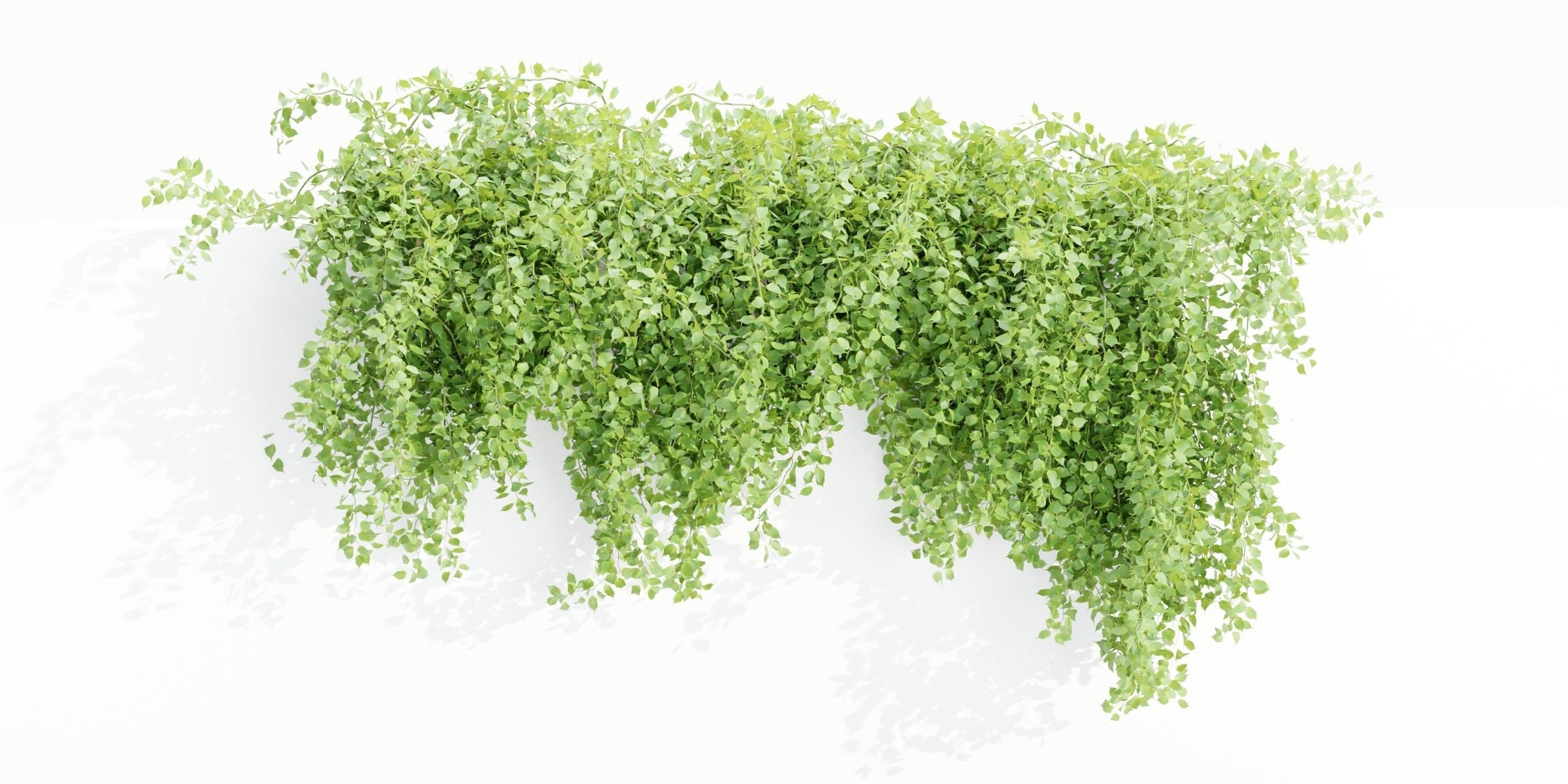 Hanging wall creeper plants collection-Blender-001 _6