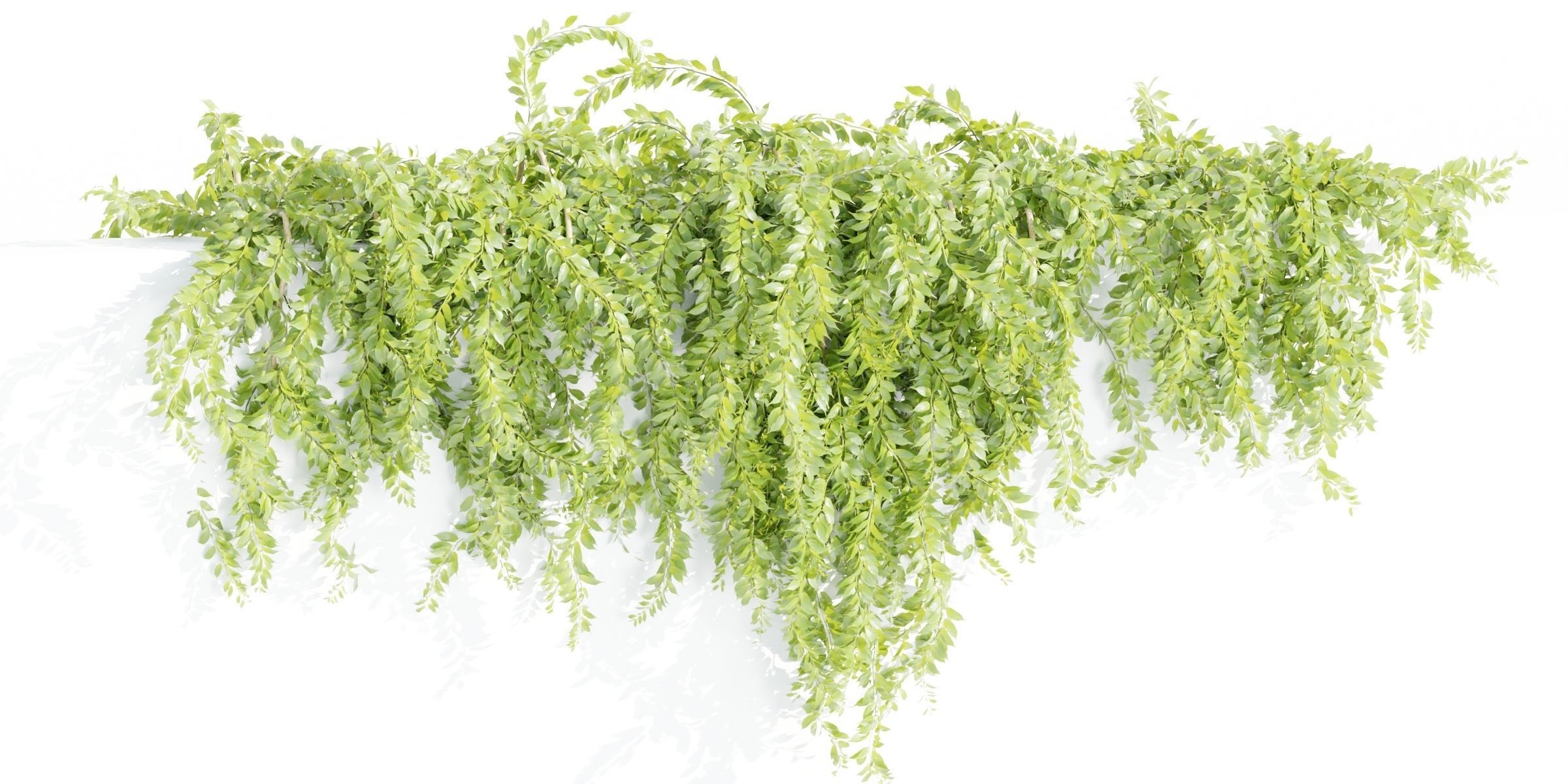 Hanging wall creeper plants collection-Blender-001 _5