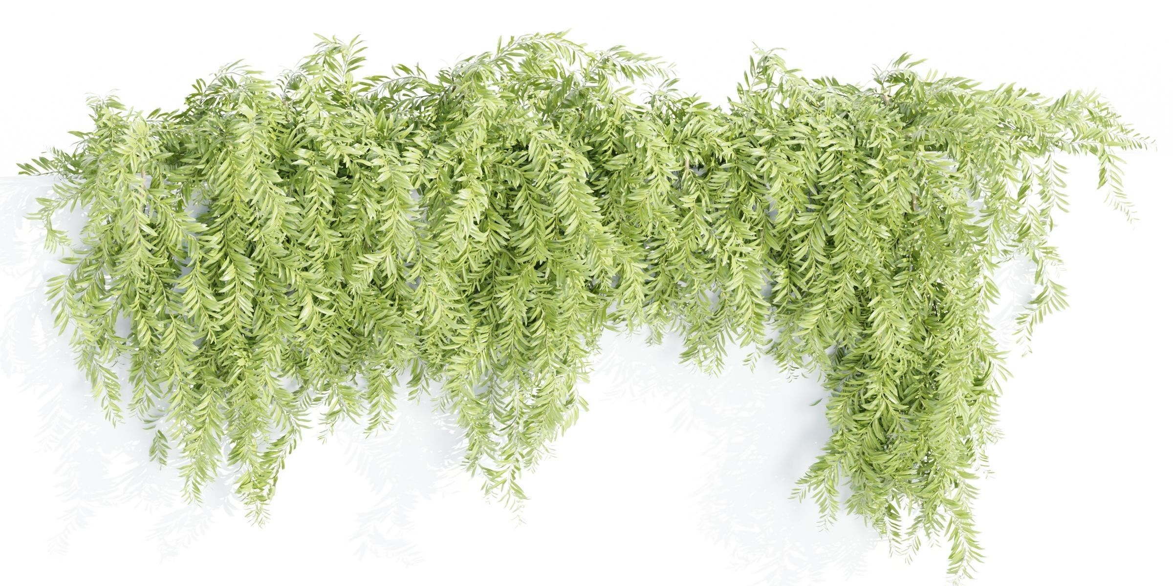 Hanging wall creeper plants collection-Blender-001 _16