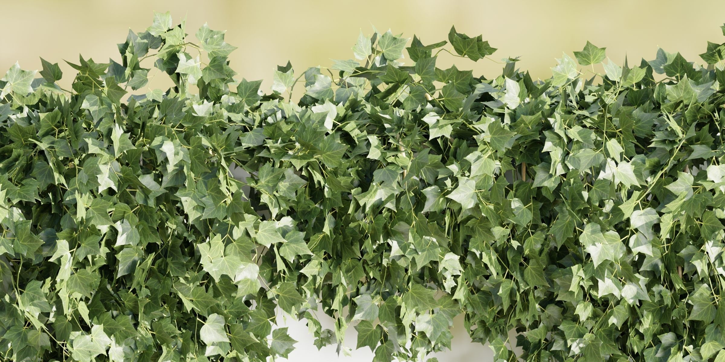 Hanging wall creeper plants collection-Blender-001 _18