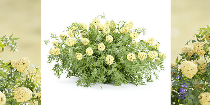 24 Bush models collection vol 240-Blender 3D Model Pack 6