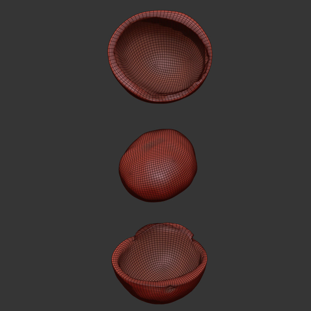 Macadamia 3D model_6