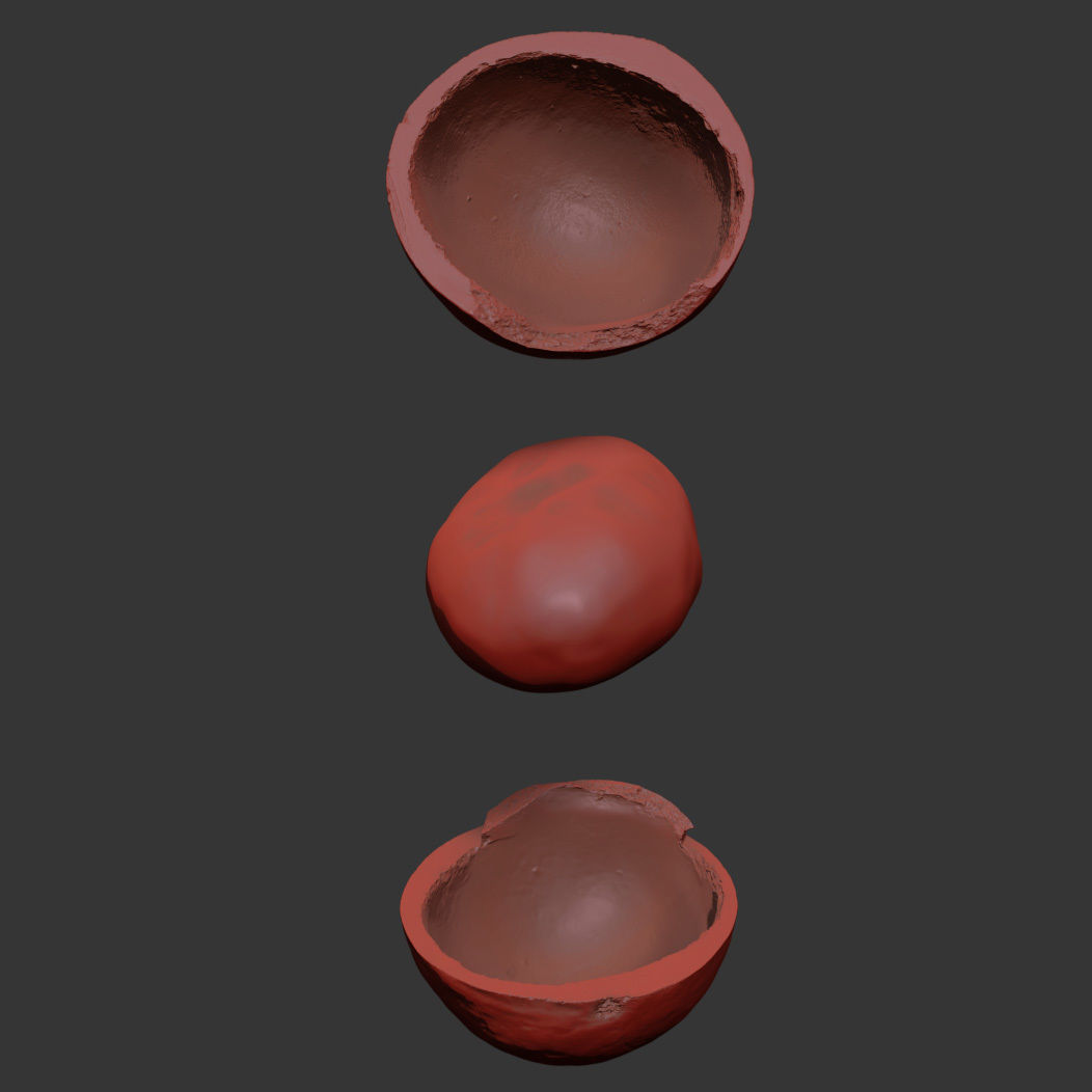 Macadamia 3D model_7
