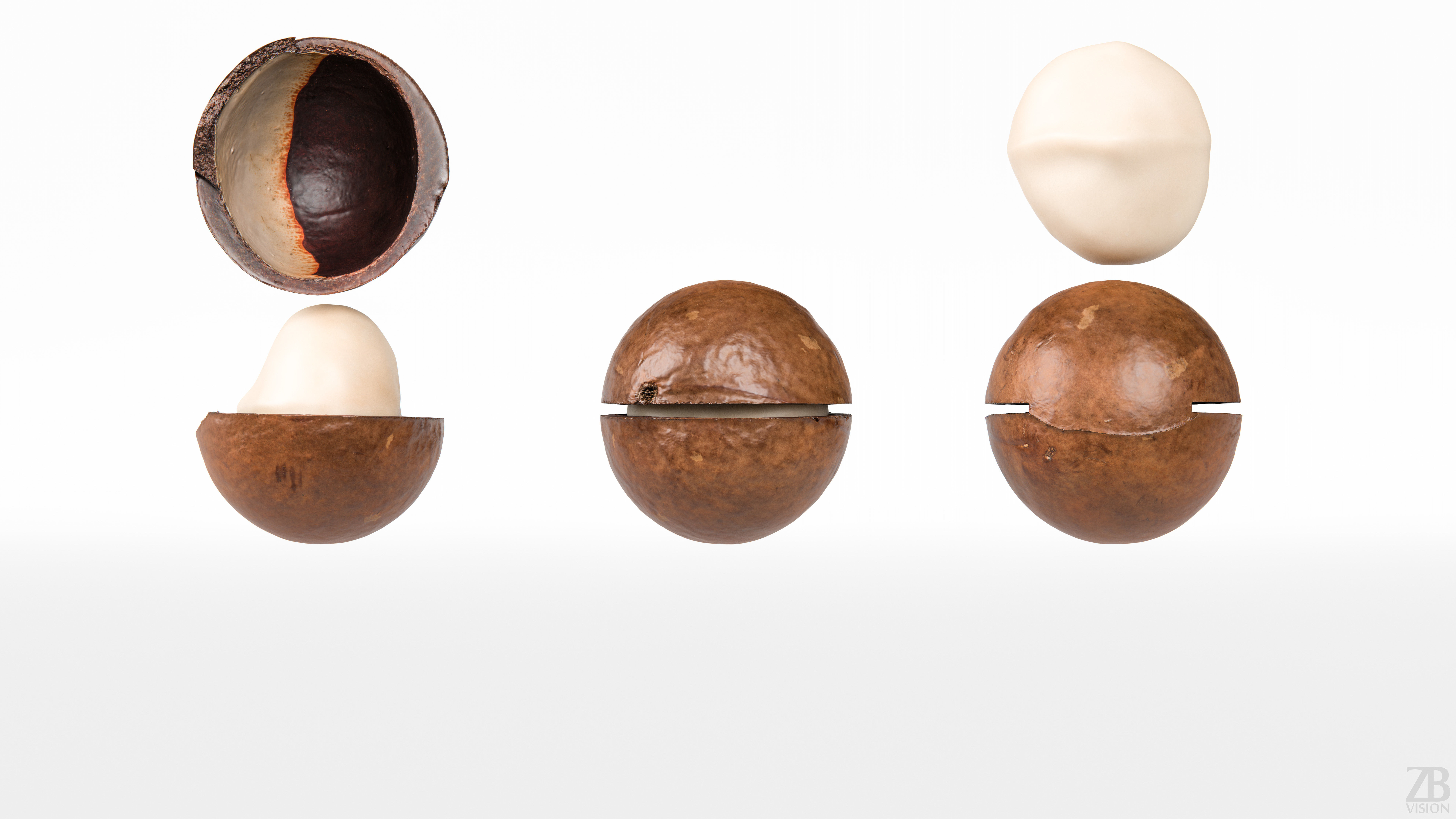 Macadamia 3D model_4