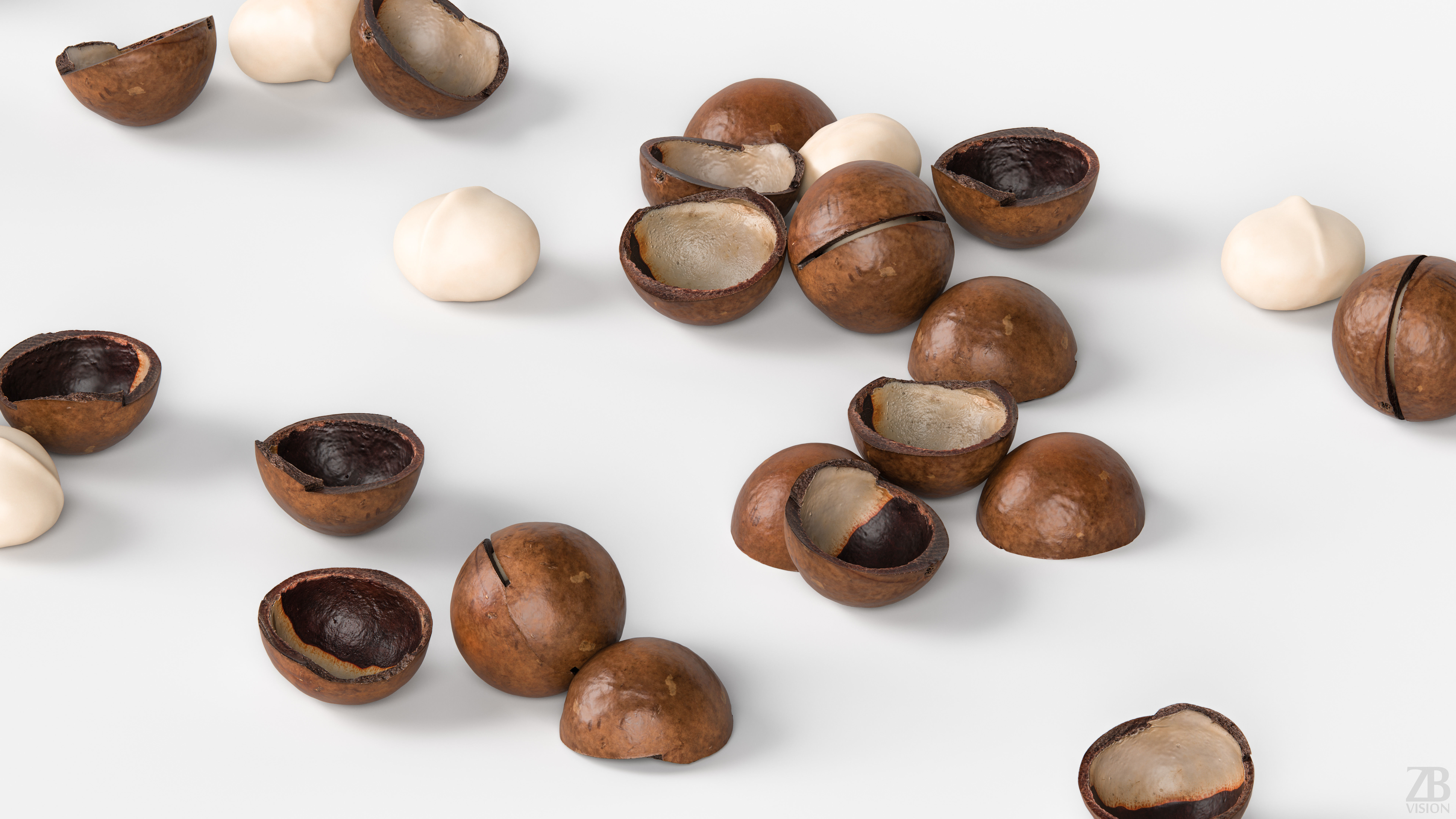 Macadamia 3D model_2