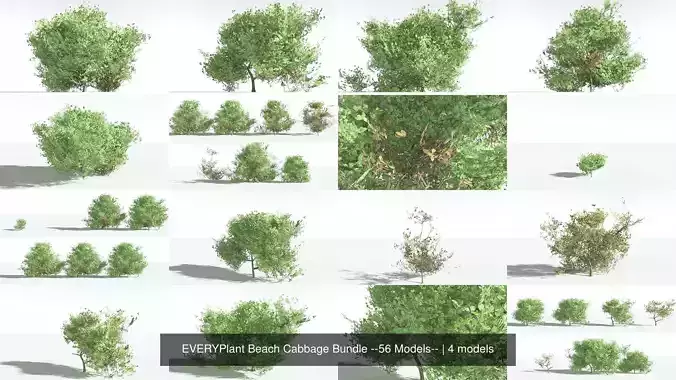 EVERYPlant Beach Cabbage Bundle --56 Models-- 3D Model Collection