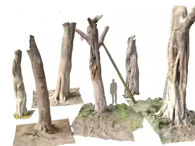 Ficus microcarpa Scaned Trunks