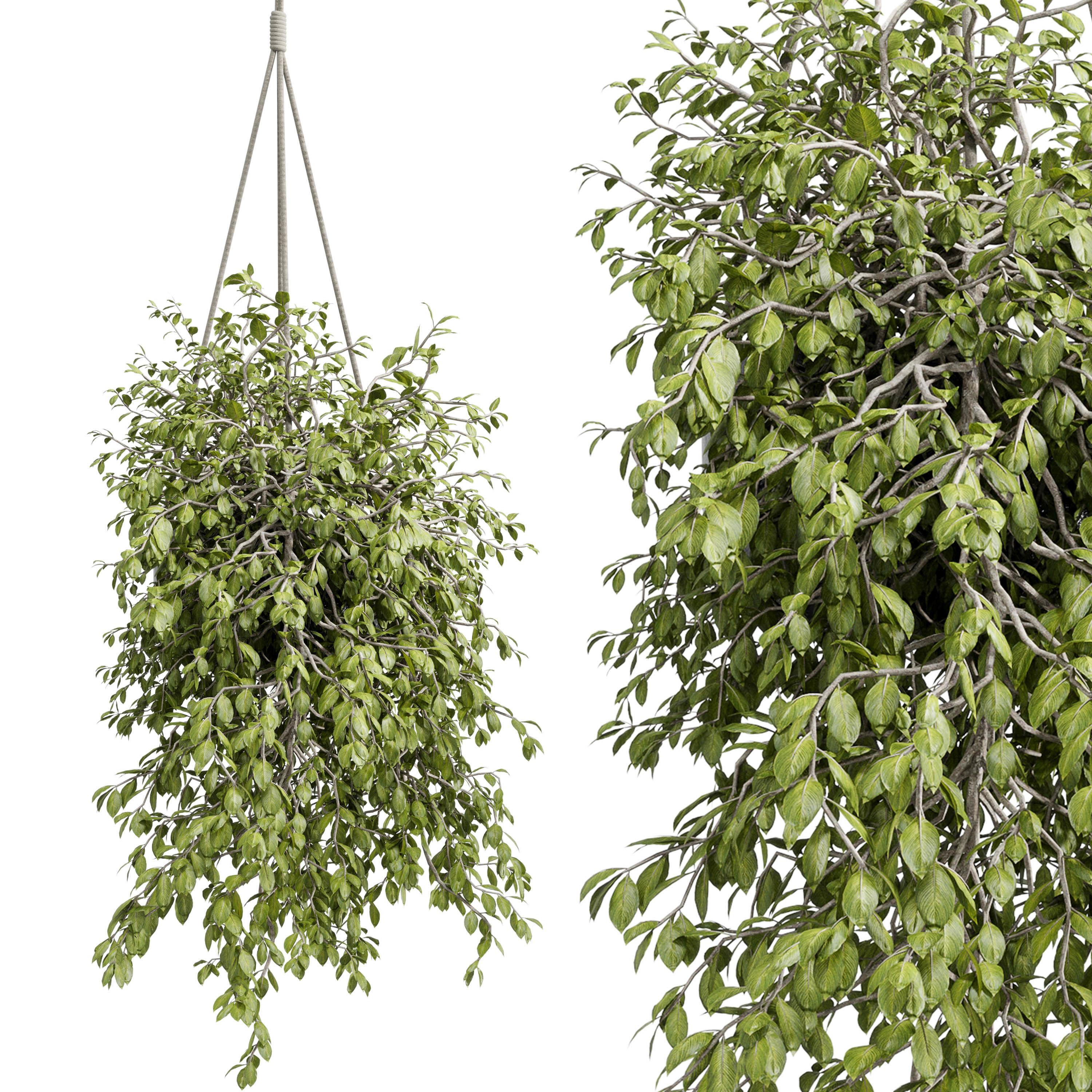 Hanging plants - indoor plant set 410 Low-poly 3D model_2
