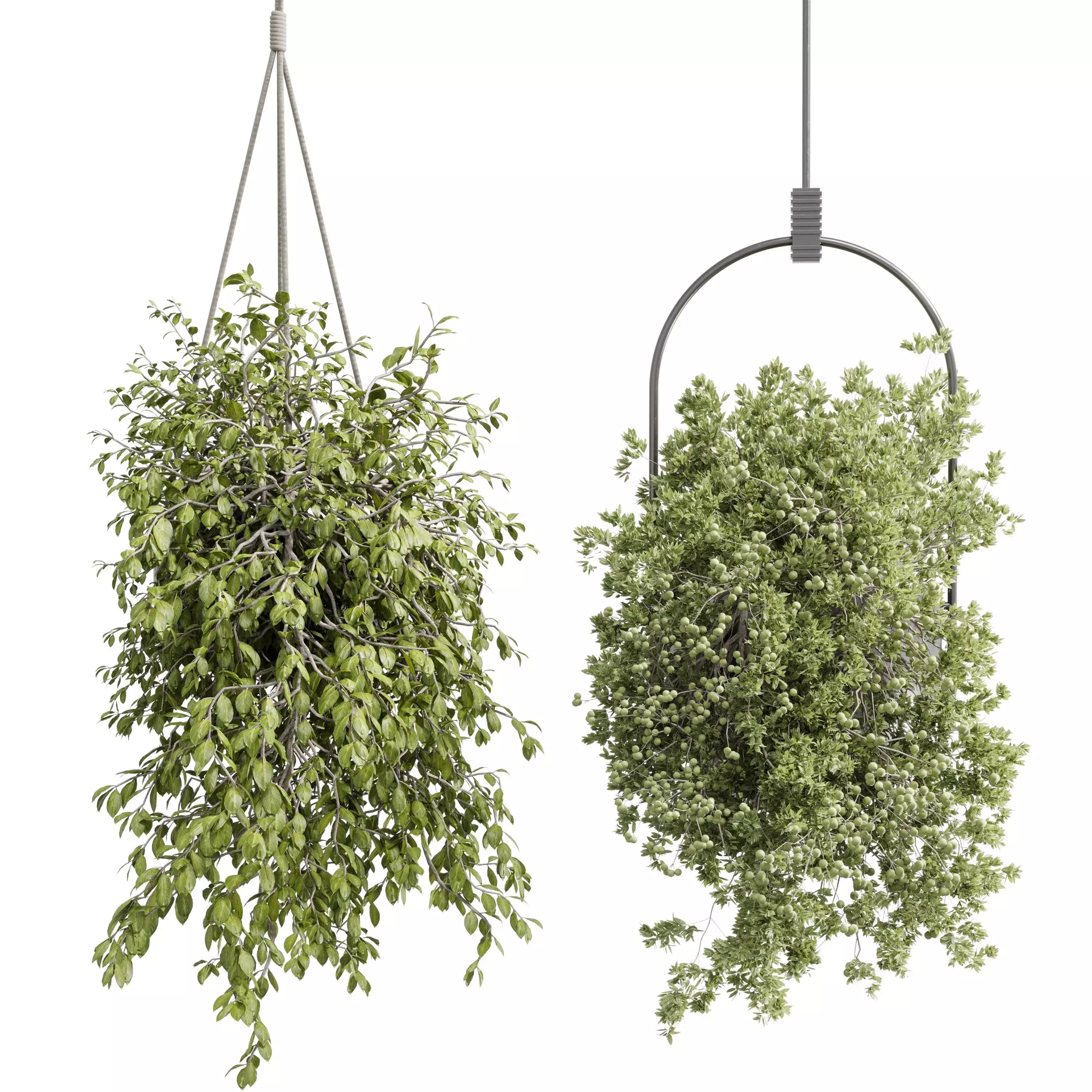 Hanging plants - indoor plant set 410 Low-poly 3D model_0