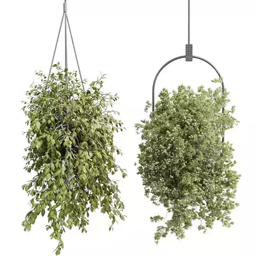 Hanging plants - indoor plant set 410