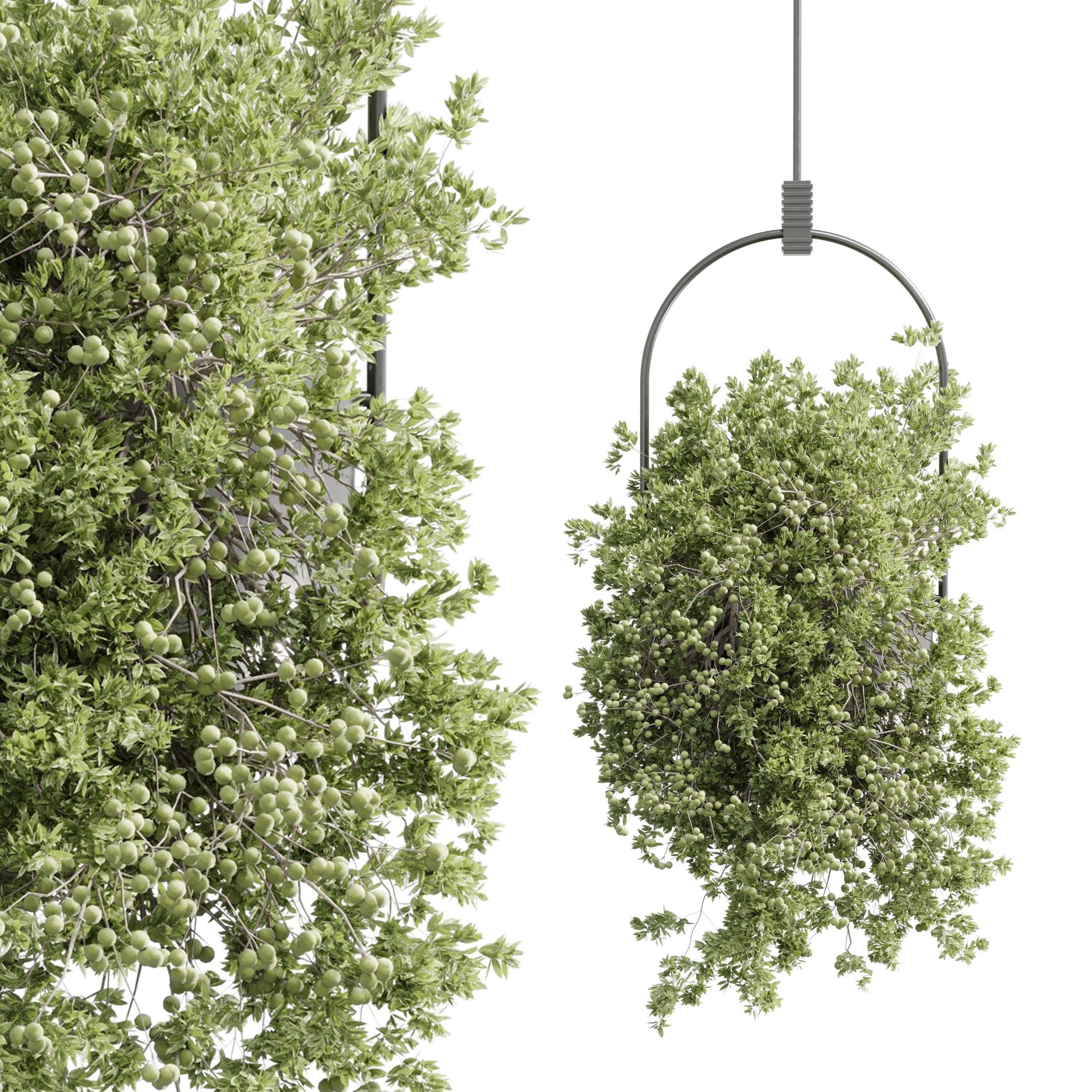 Hanging plants - indoor plant set 410 Low-poly 3D model_1