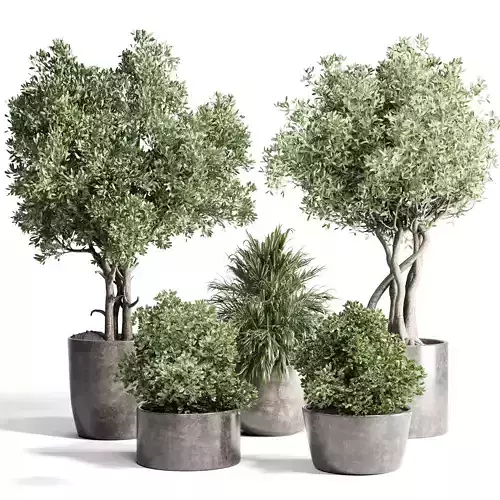 outdoor plant 170 pot old olive tree palm concrete old vase 