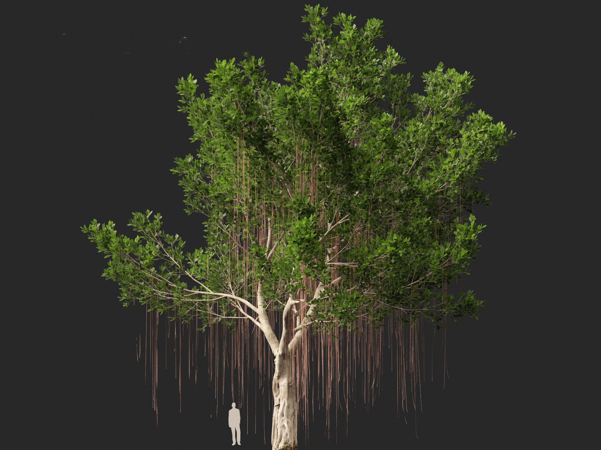 Ficus microcarpa- Malayan Banyan 3D model_14