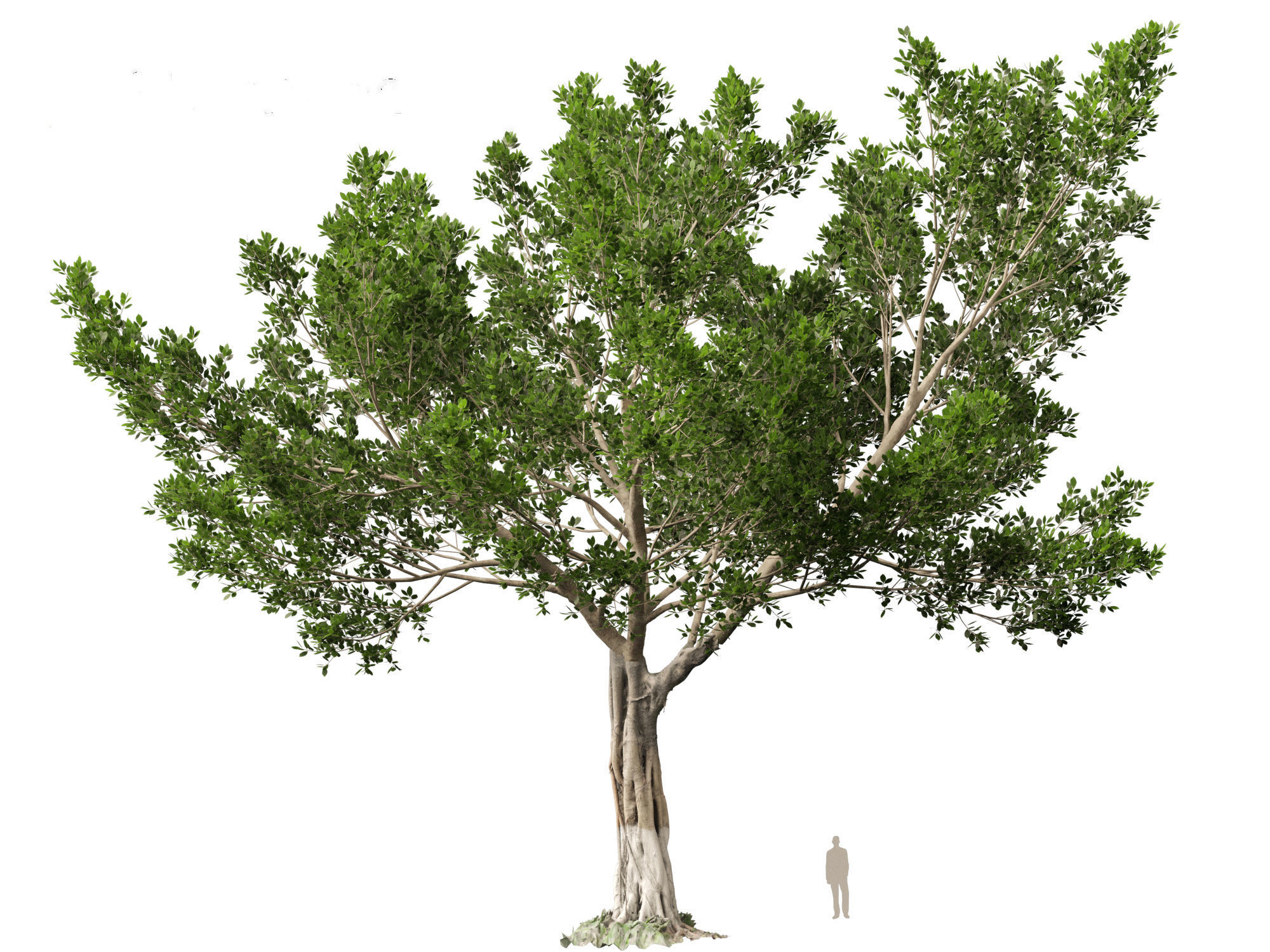 Ficus microcarpa- Malayan Banyan 3D model_10