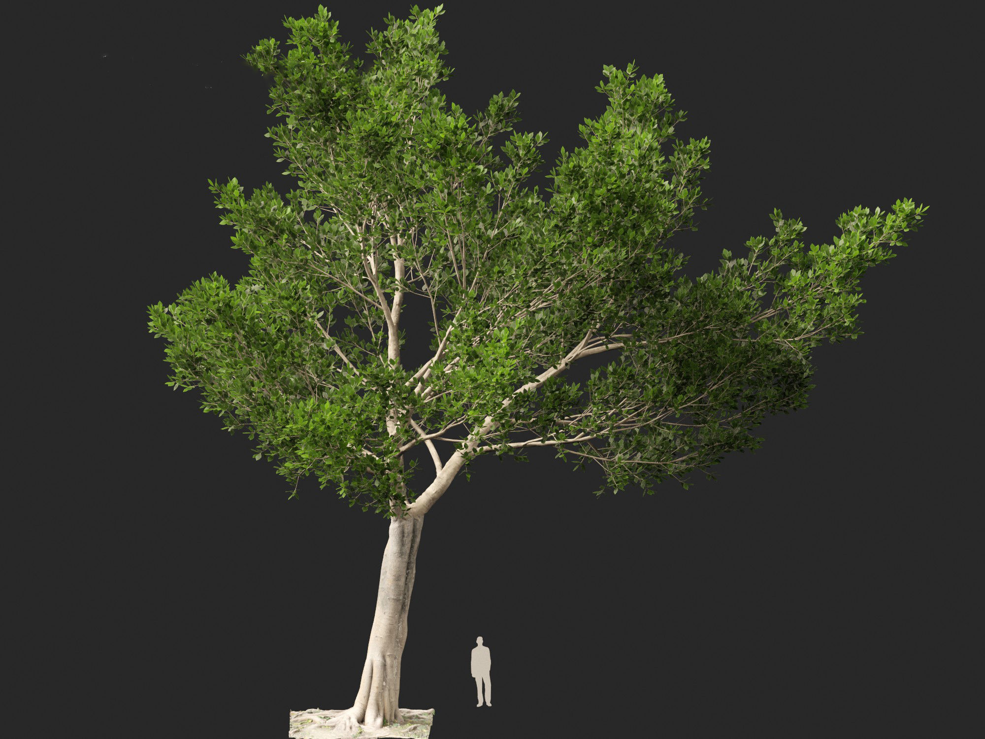 Ficus microcarpa- Malayan Banyan 3D model_15