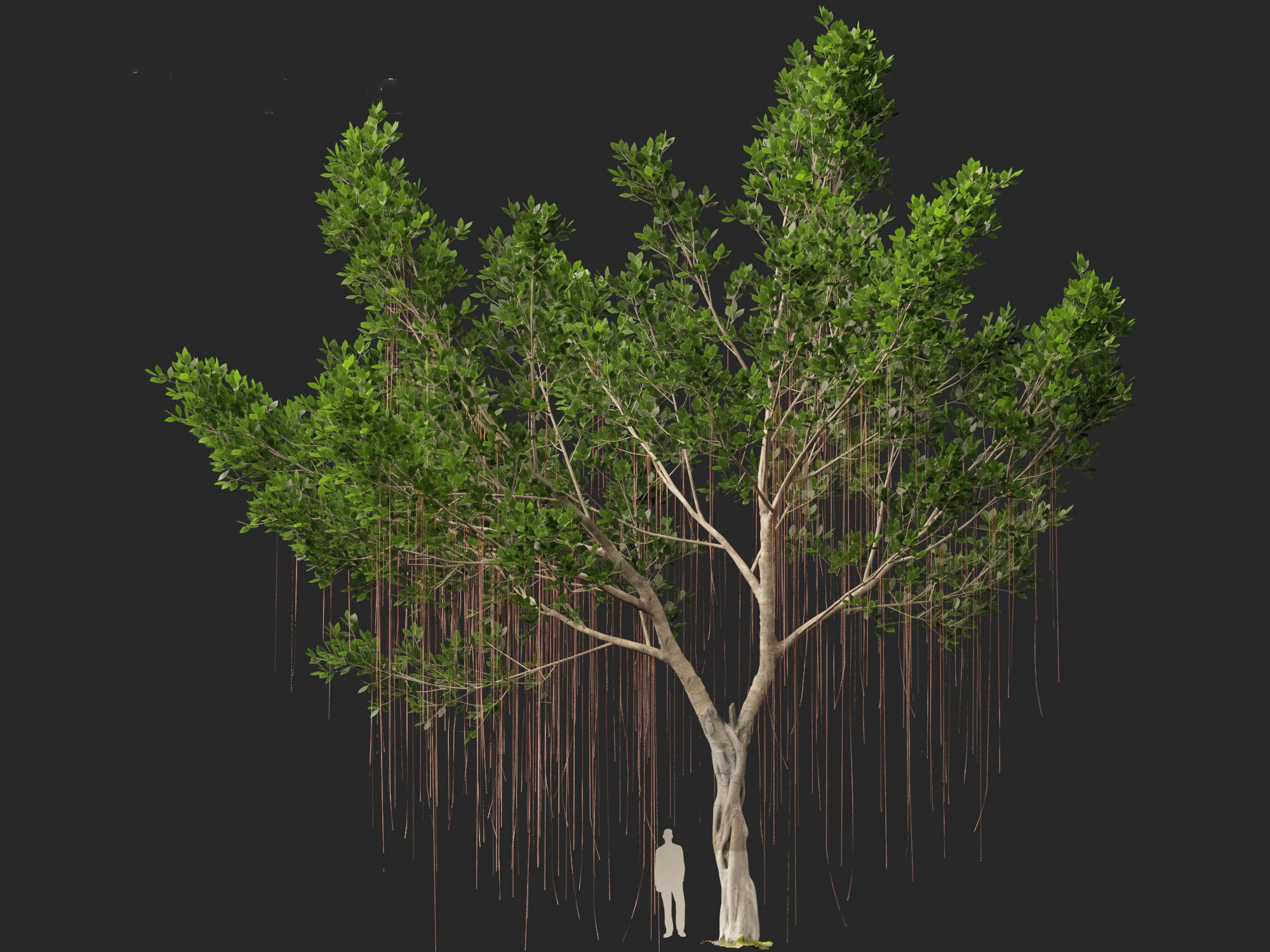 Ficus microcarpa- Malayan Banyan 3D model_11