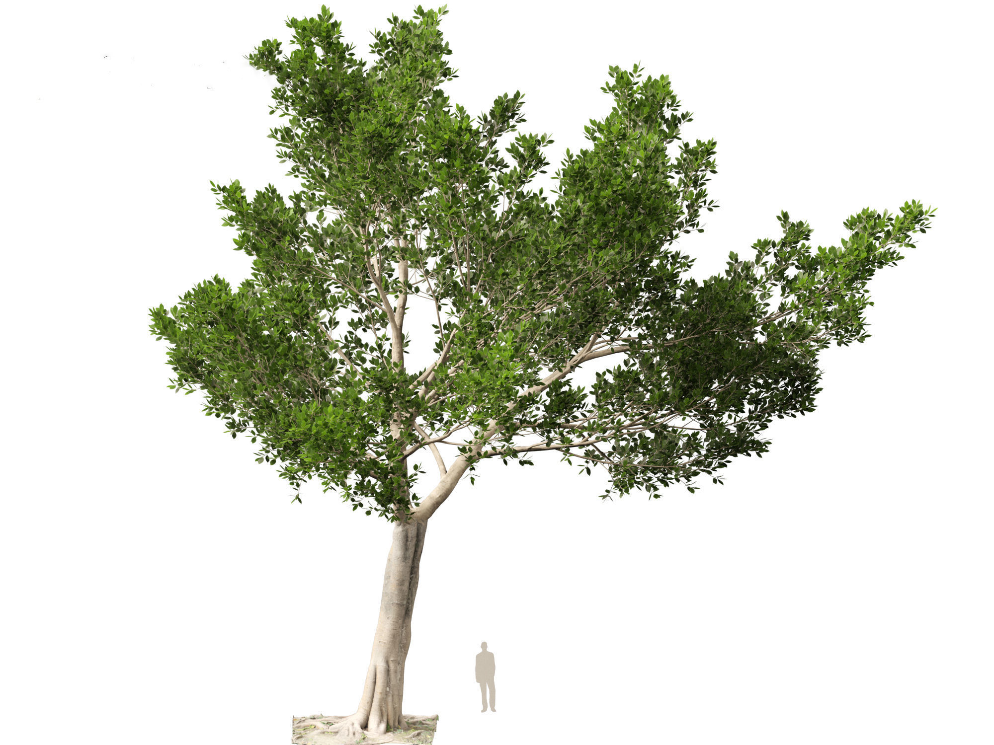 Ficus microcarpa- Malayan Banyan 3D model_18