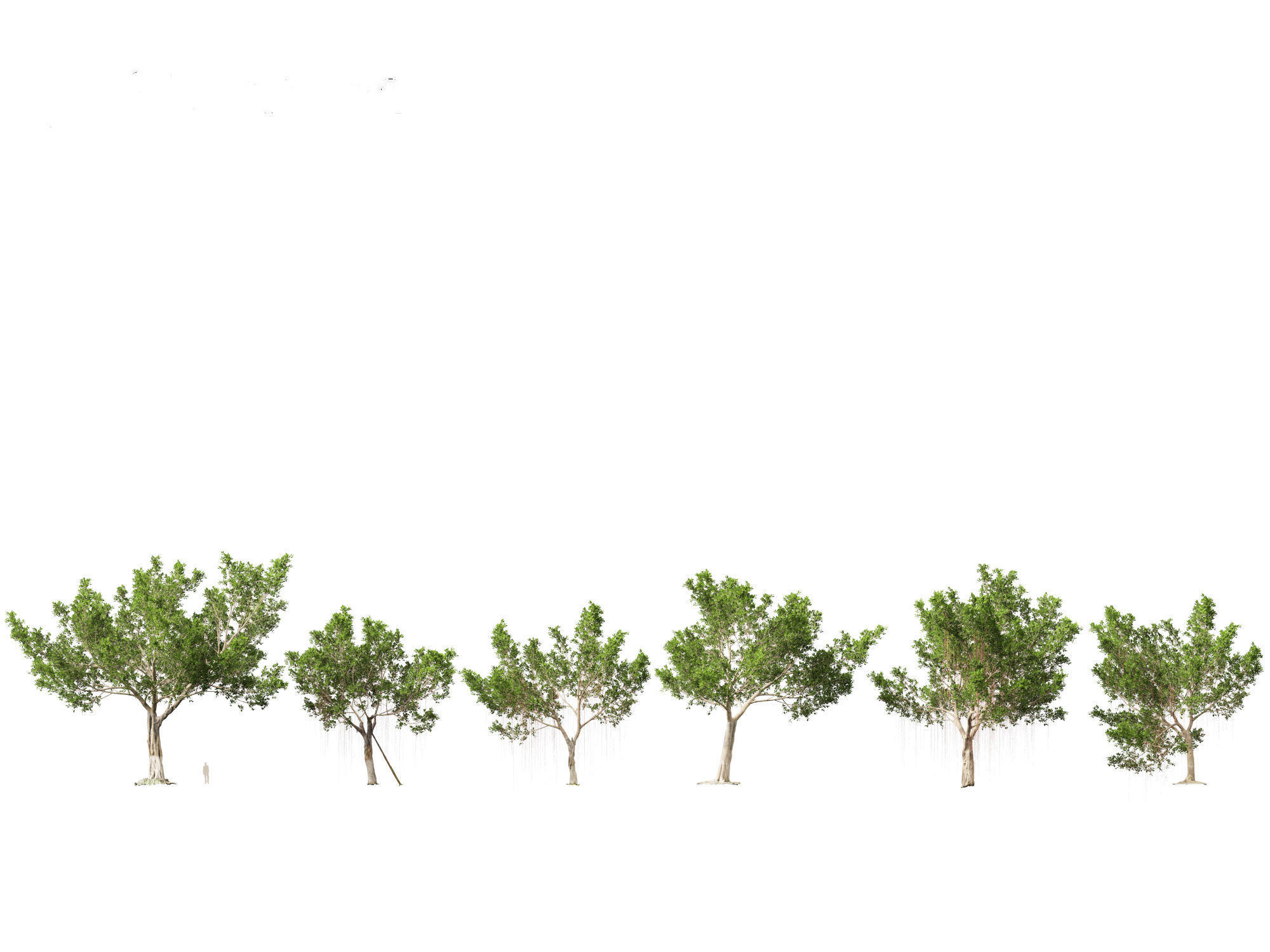 Ficus microcarpa- Malayan Banyan 3D model_5