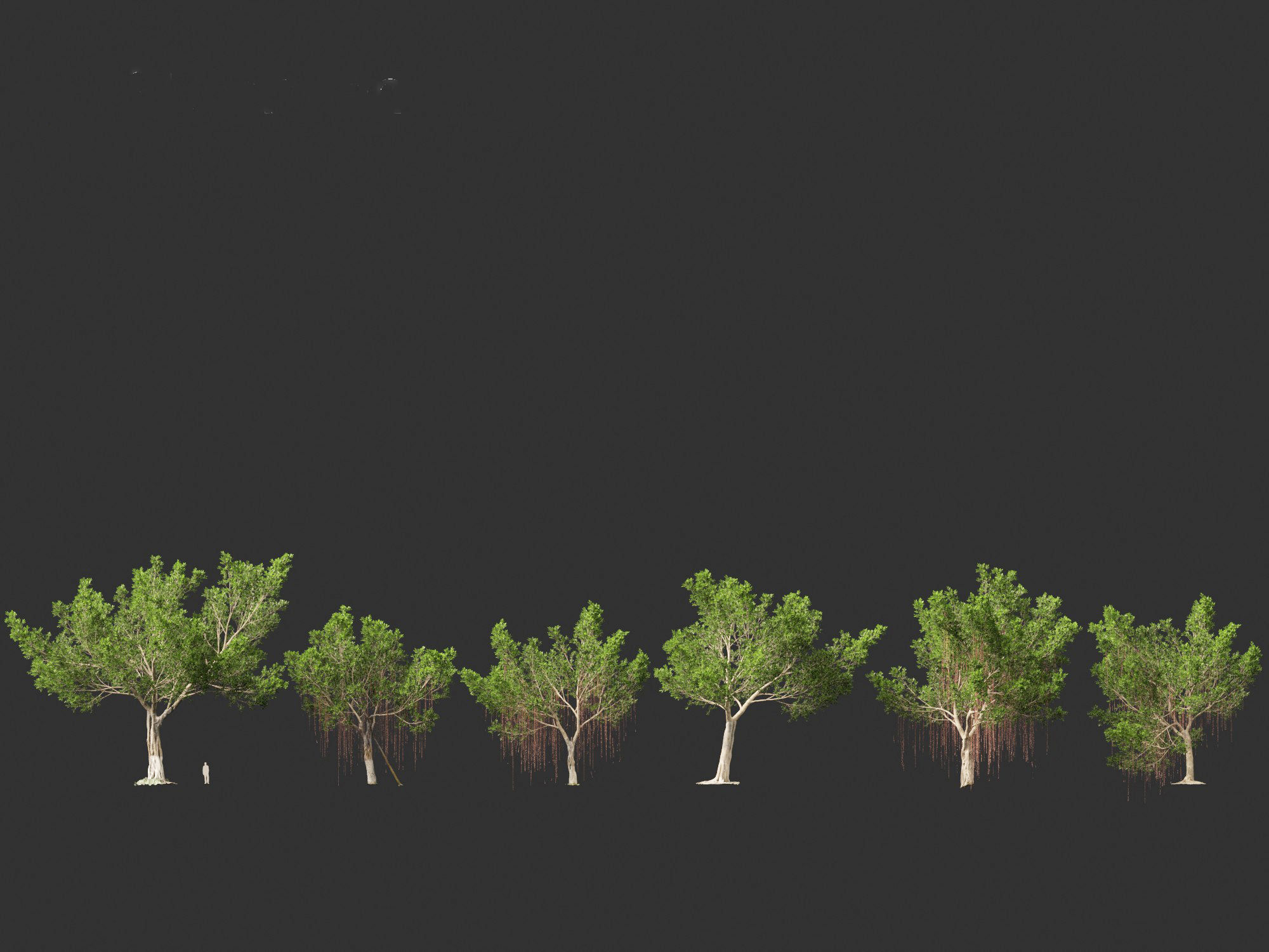 Ficus microcarpa- Malayan Banyan 3D model_6