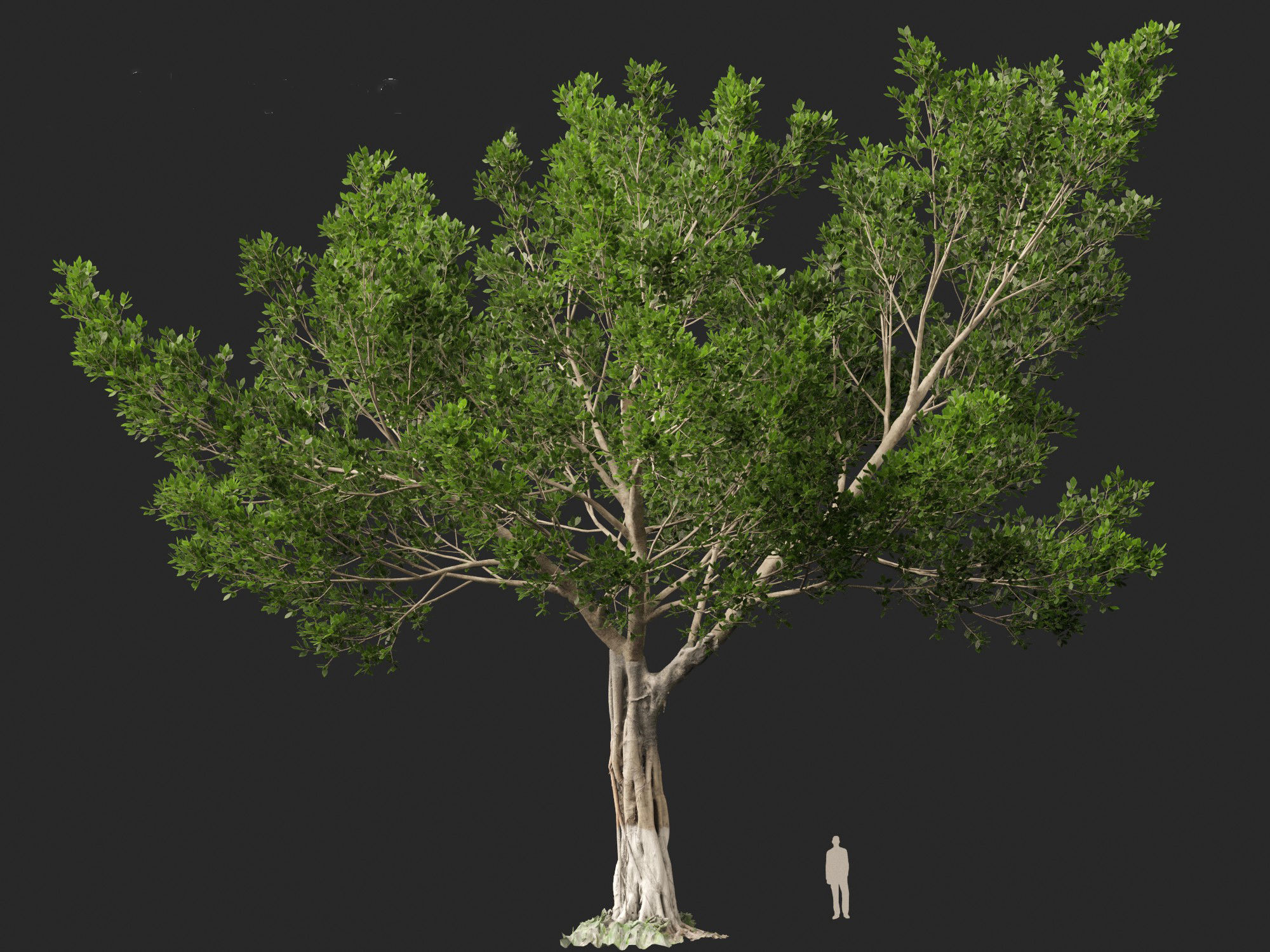 Ficus microcarpa- Malayan Banyan 3D model_7