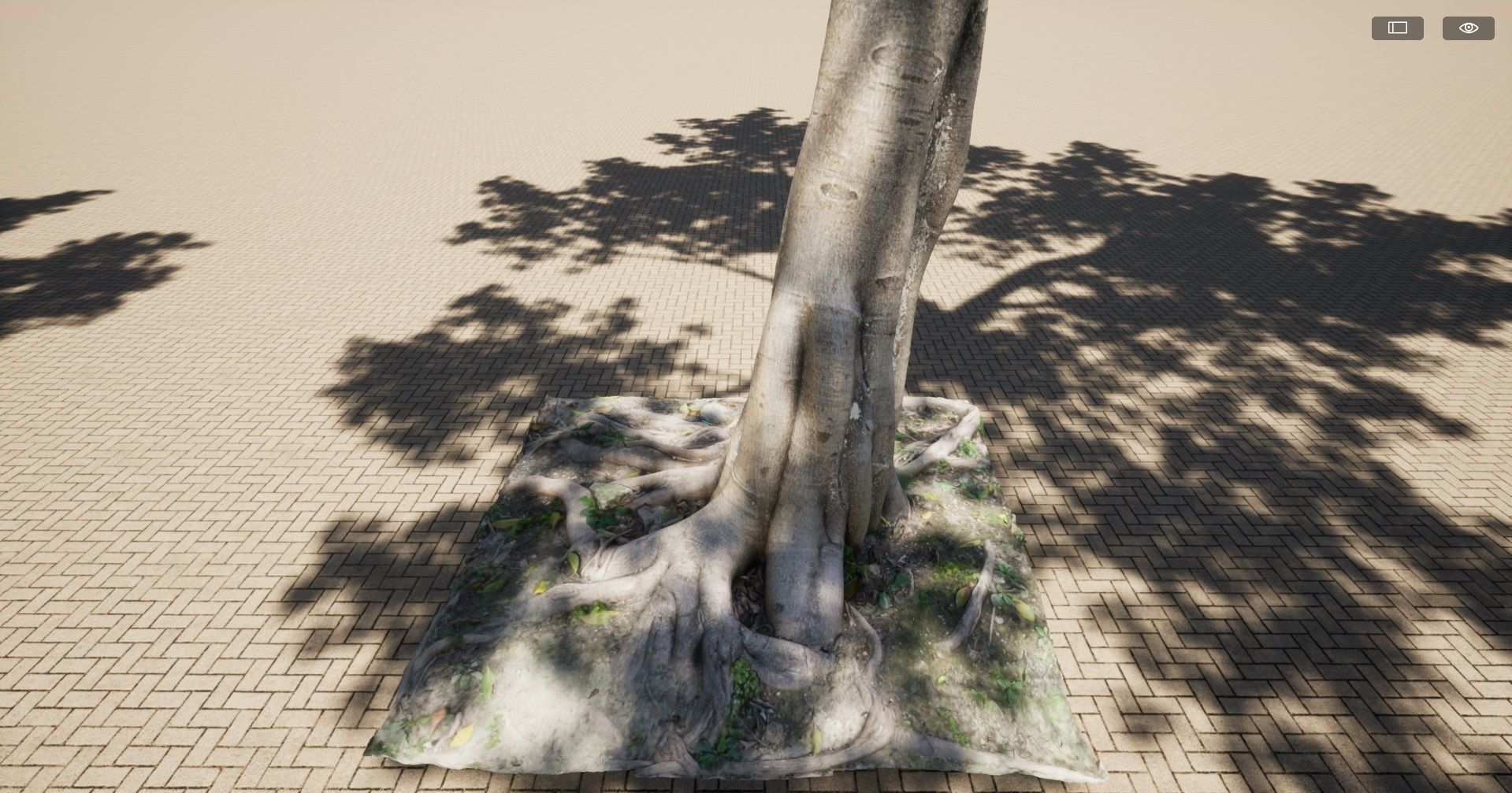 Ficus microcarpa- Malayan Banyan 3D model_1