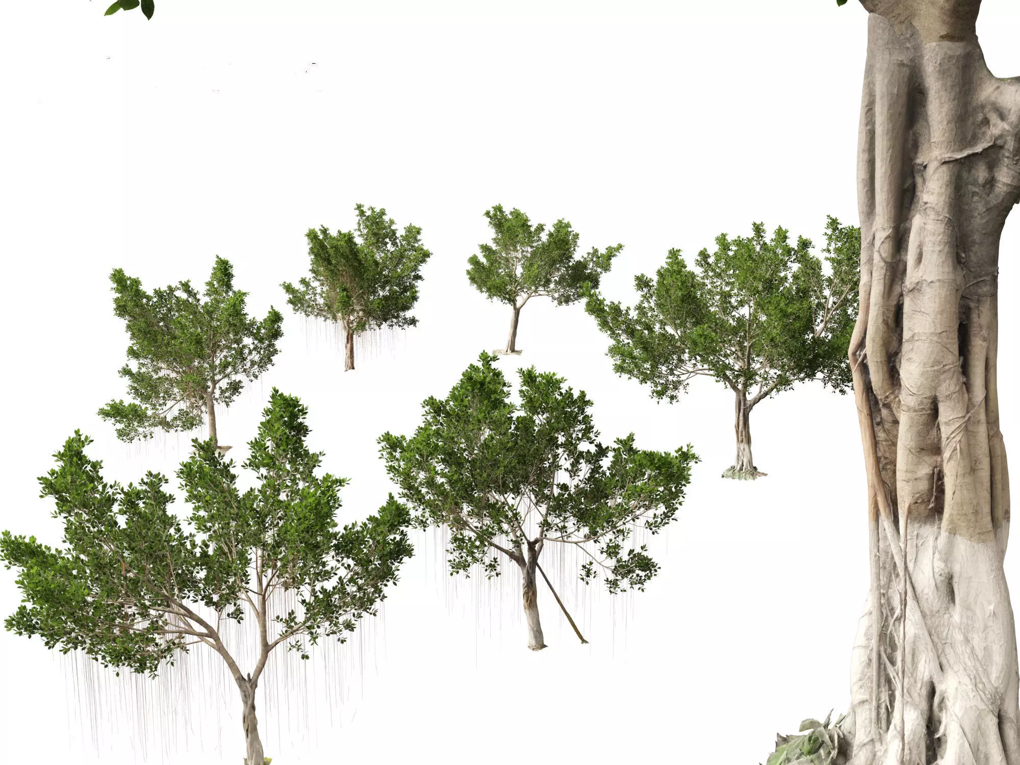 Ficus microcarpa- Malayan Banyan 3D model_0