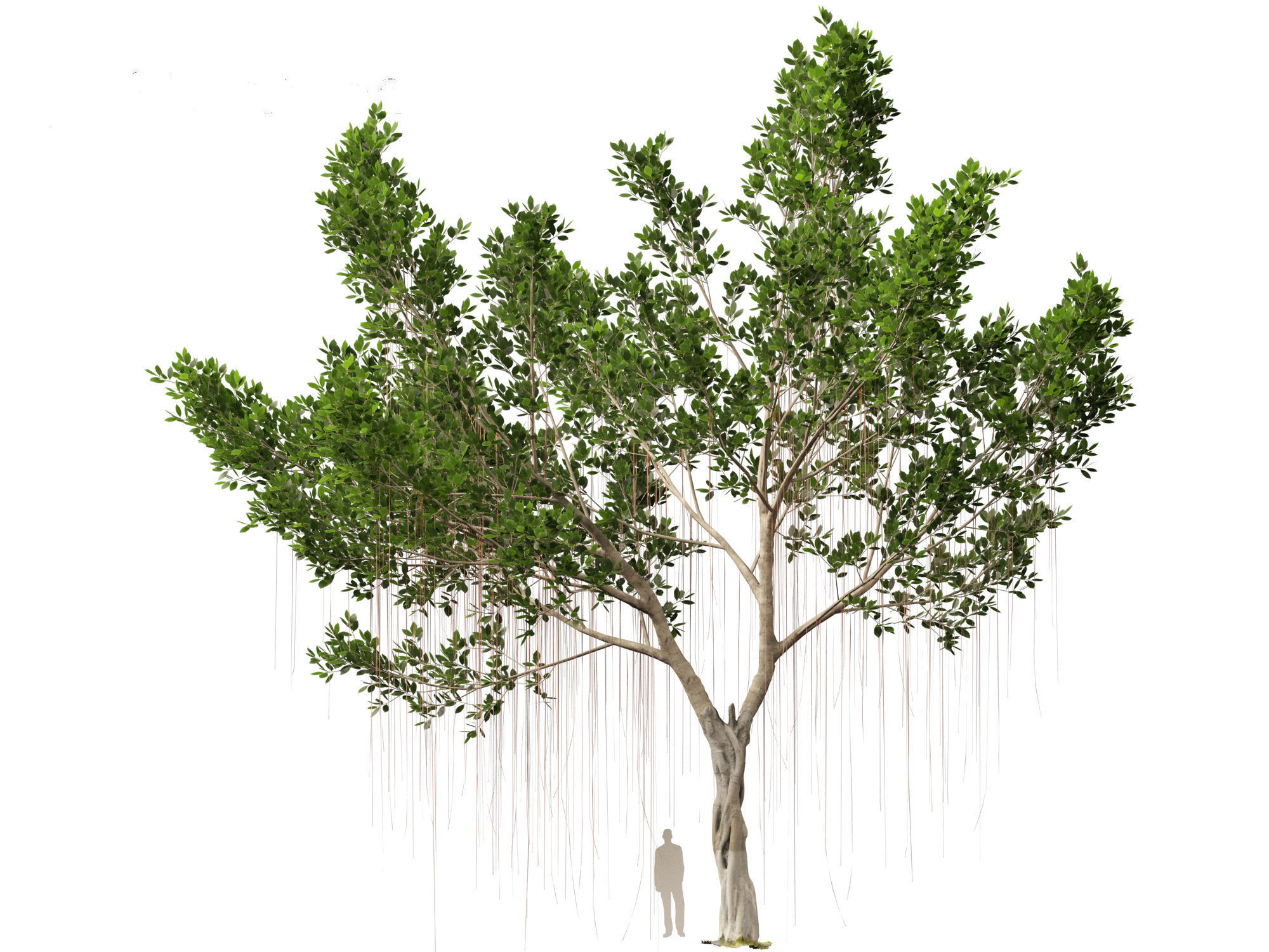 Ficus microcarpa- Malayan Banyan 3D model_12